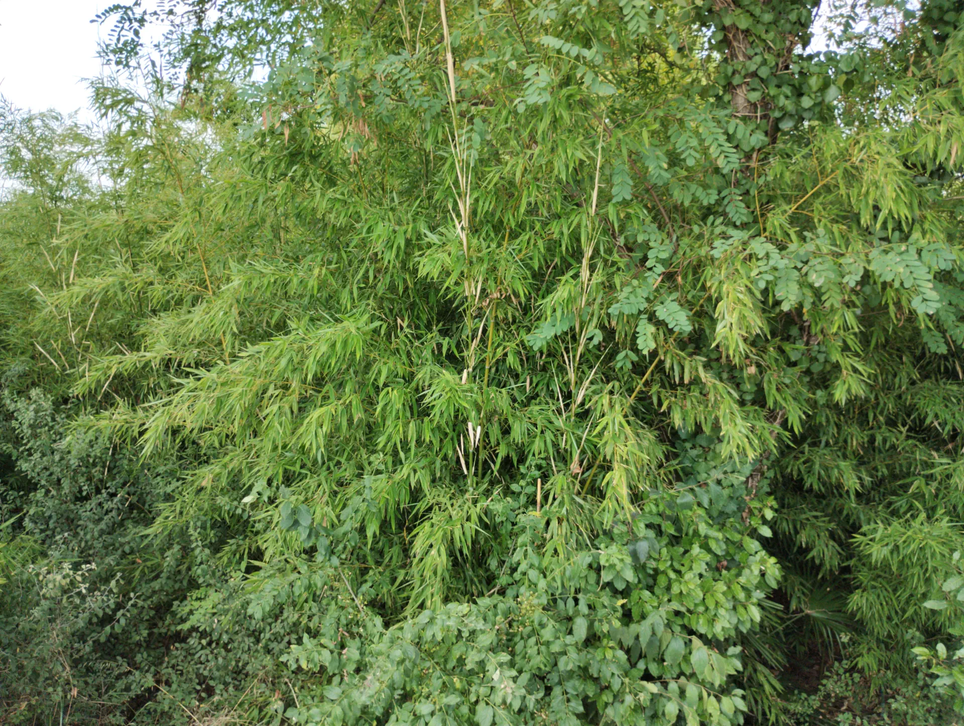 img/phyllostachys-aurea-4.webp