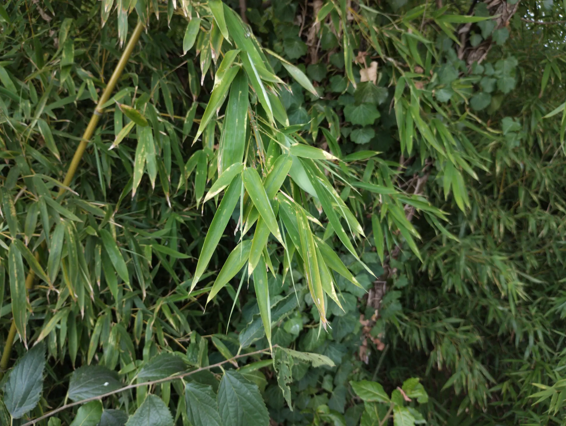 img/phyllostachys-aurea-5.webp