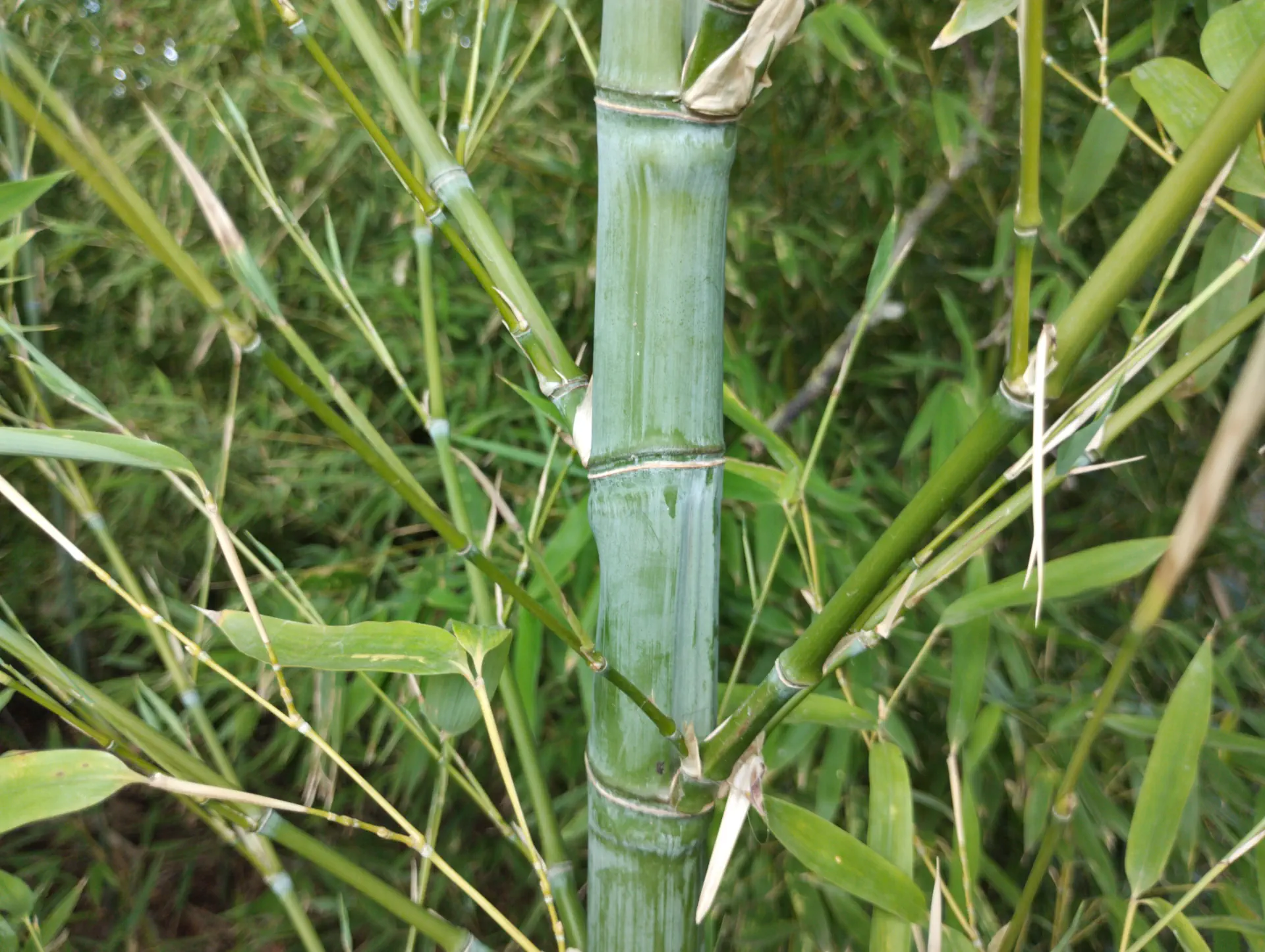 img/phyllostachys-aurea-6.webp