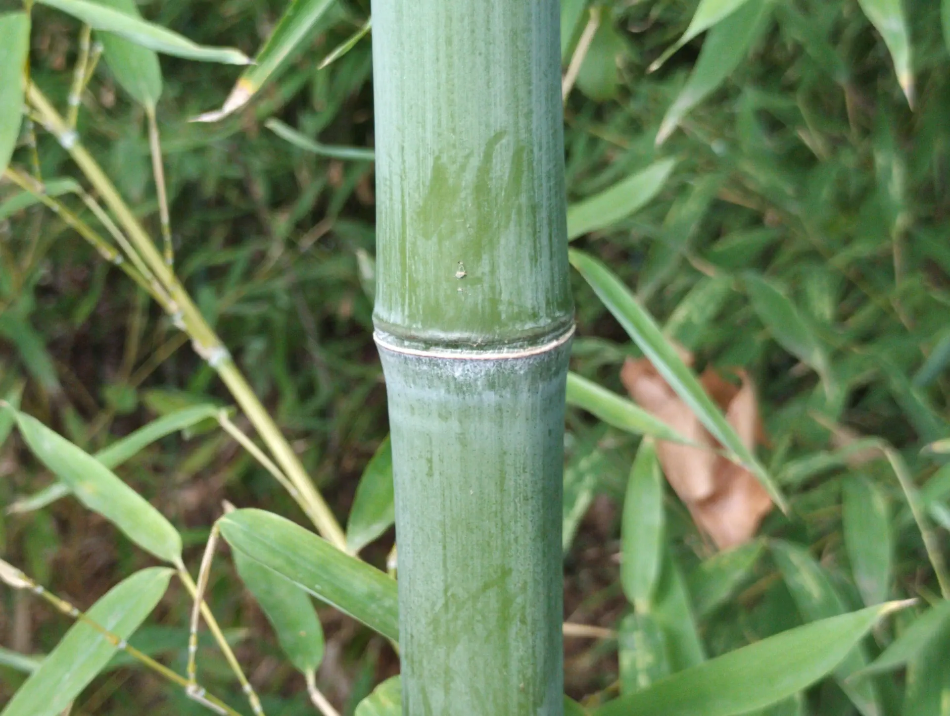img/phyllostachys-aurea-7.webp