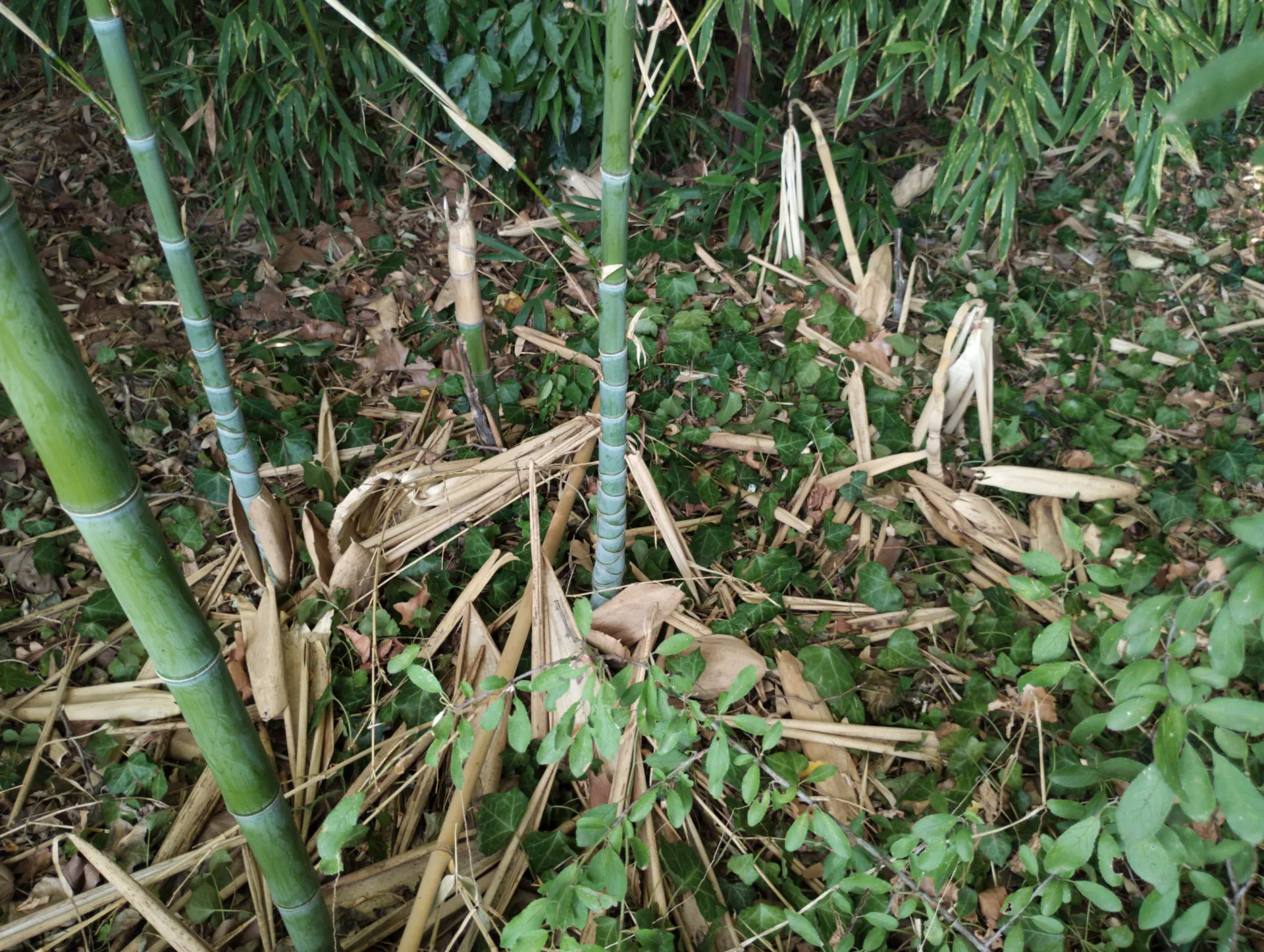 img/phyllostachys-aurea-8.webp