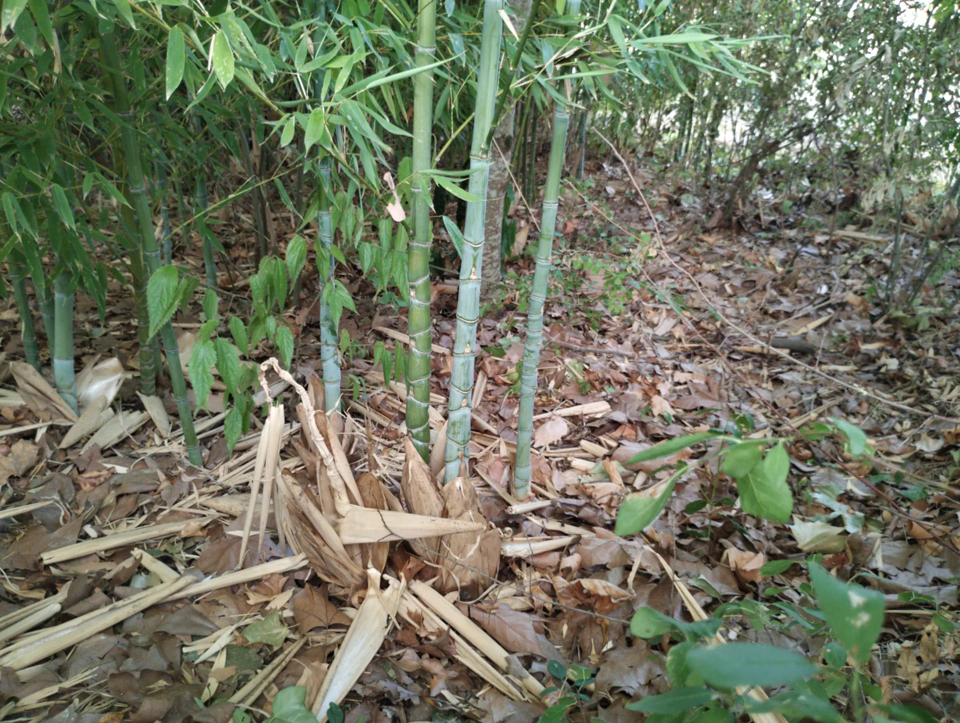 img/phyllostachys-aurea-9.webp