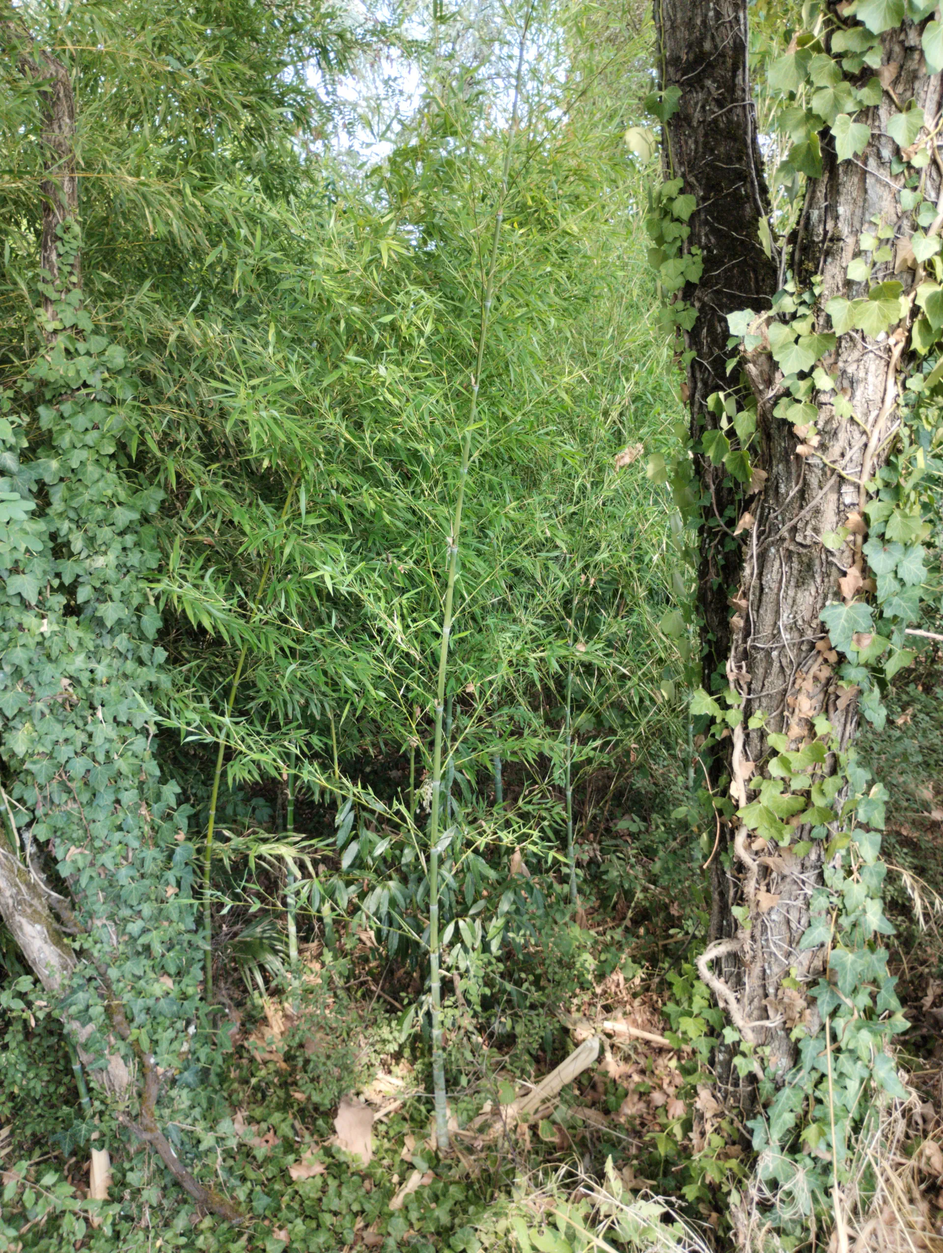 img/phyllostachys-aurea.webp