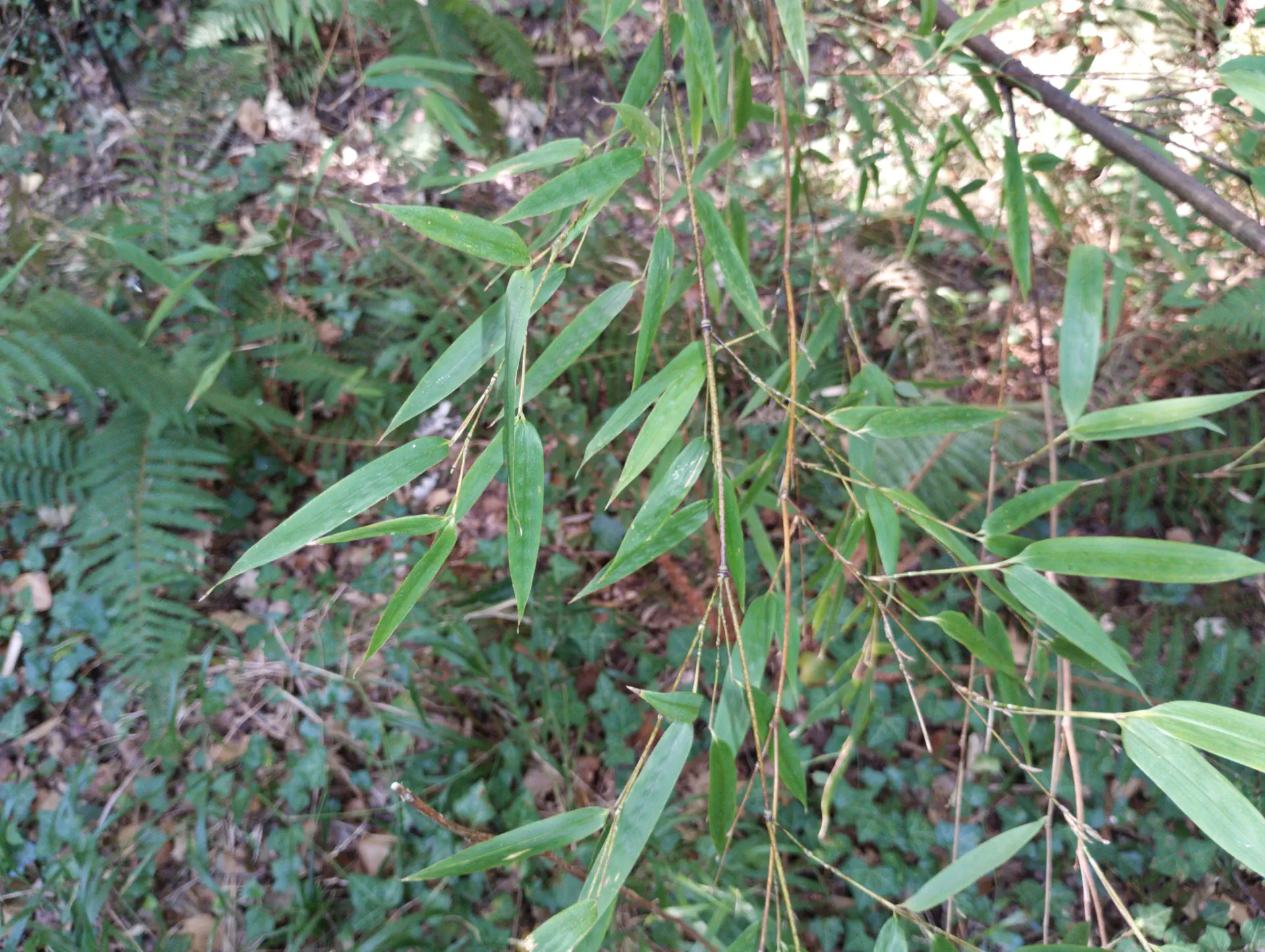 img/phyllostachys-nigra-2.webp