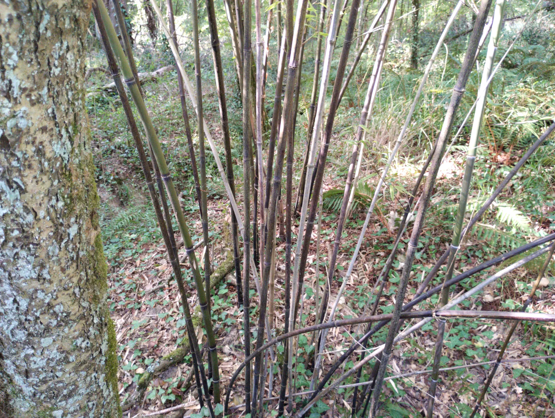 img/phyllostachys-nigra-3.webp