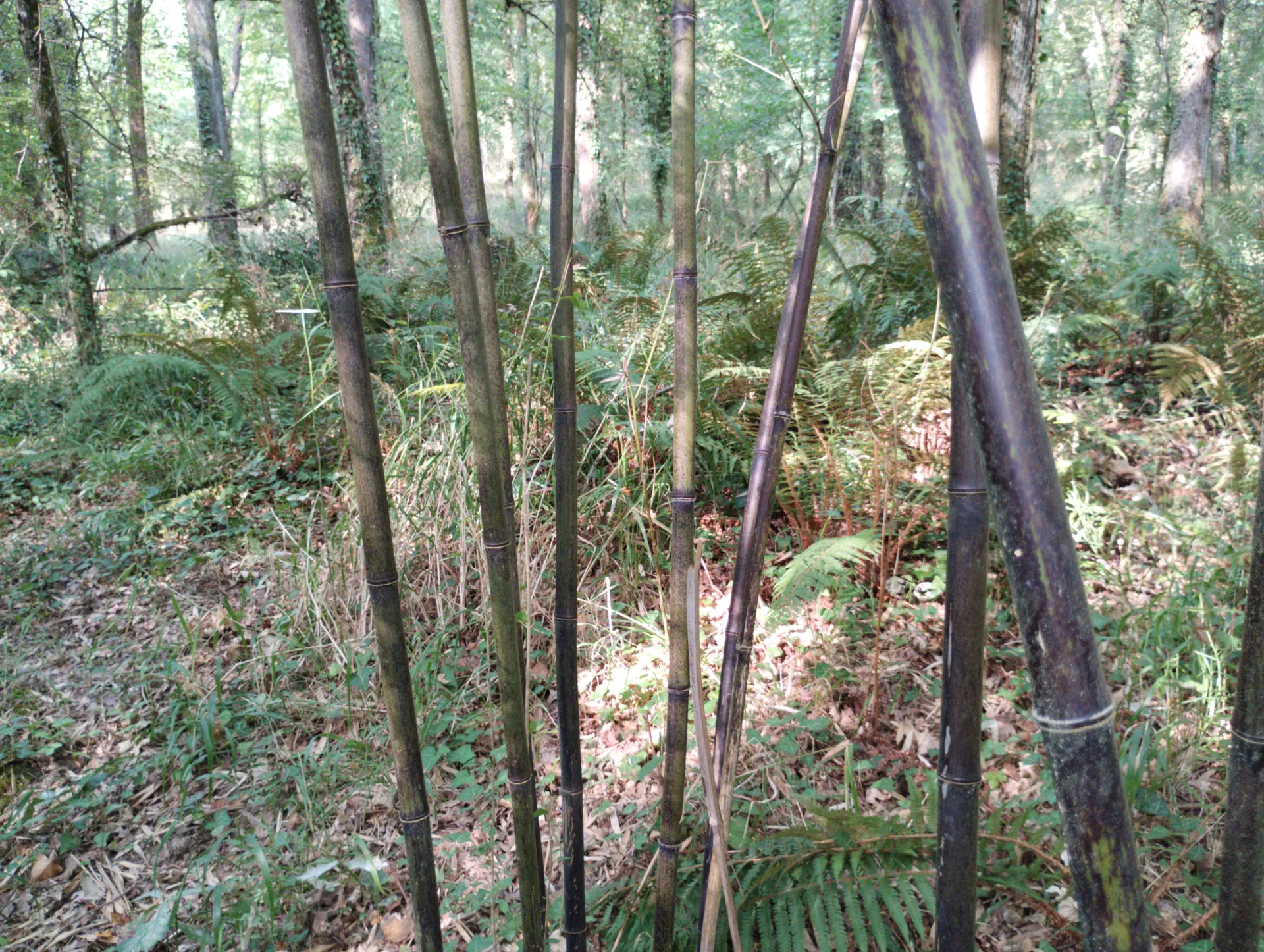 img/phyllostachys-nigra-4.webp