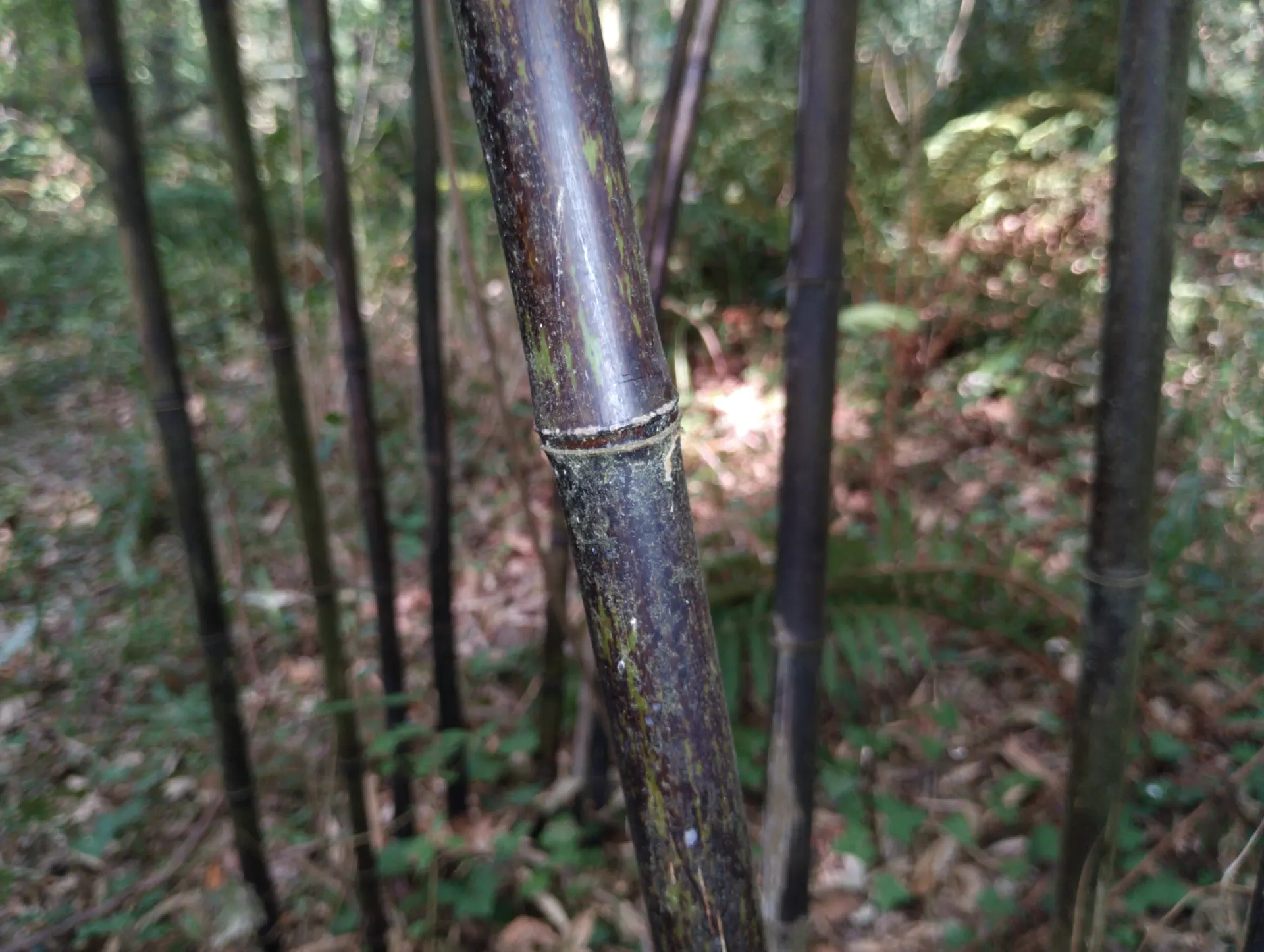 img/phyllostachys-nigra-5.webp