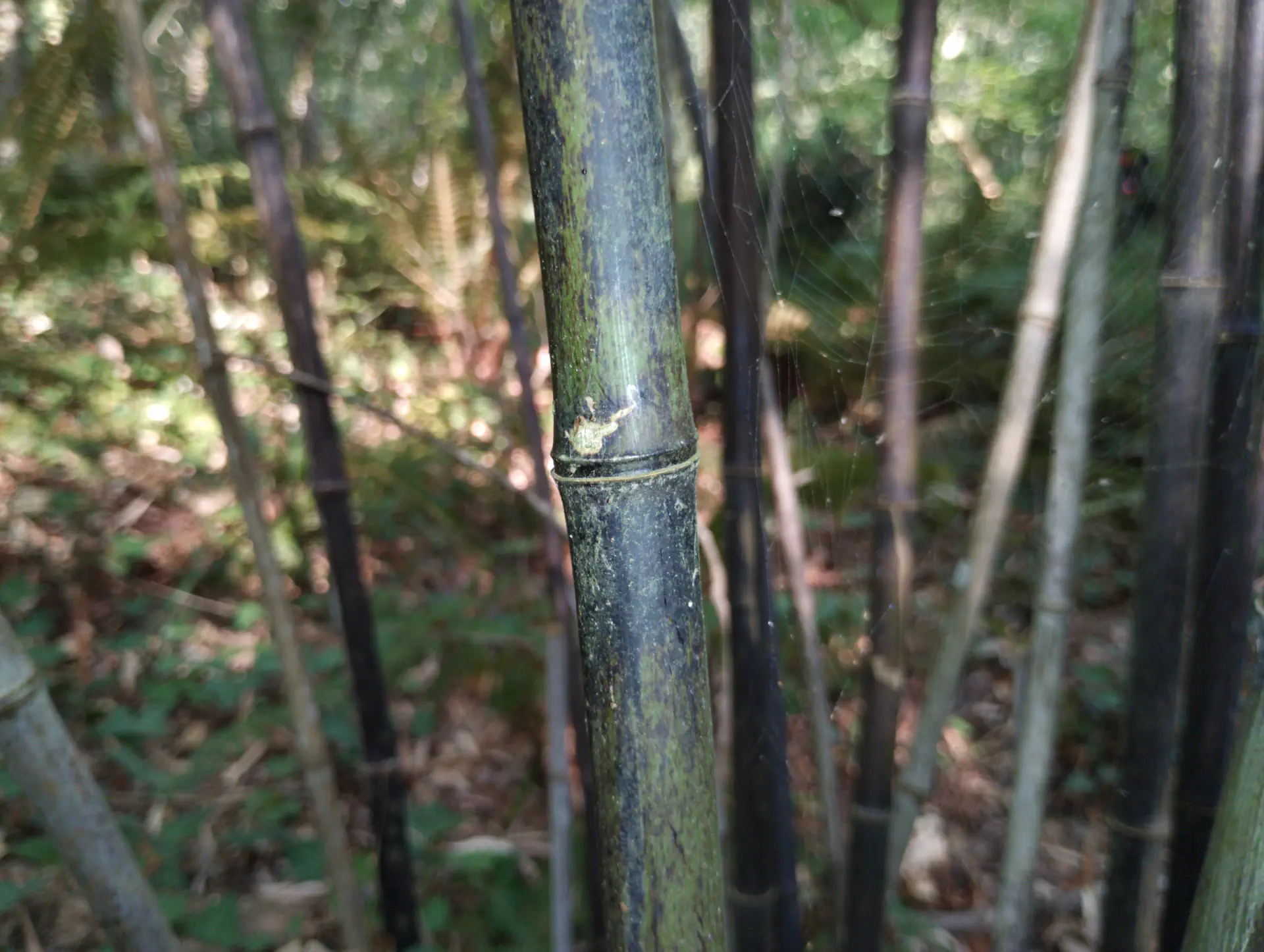 img/phyllostachys-nigra-6.webp