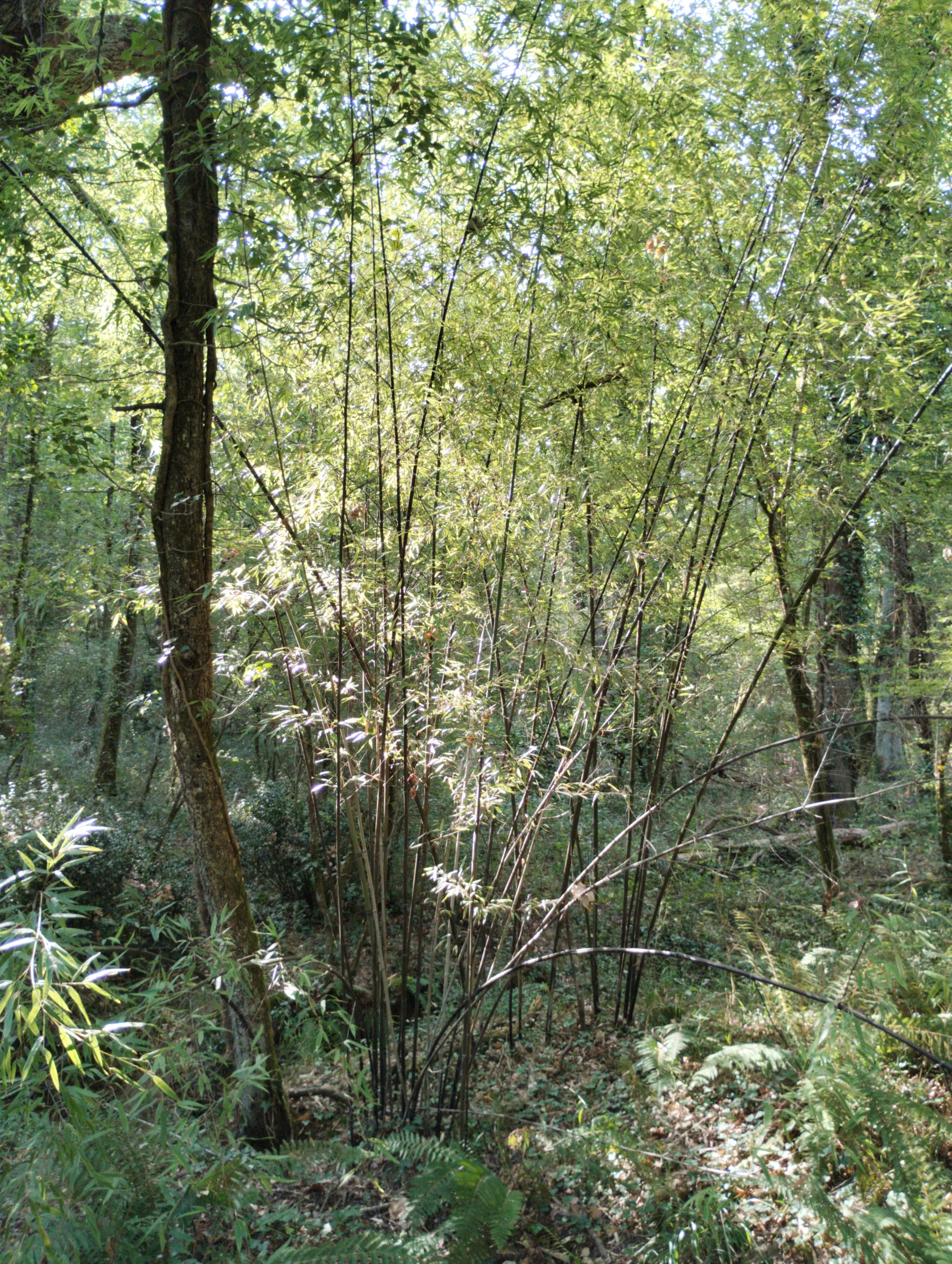img/phyllostachys-nigra.webp