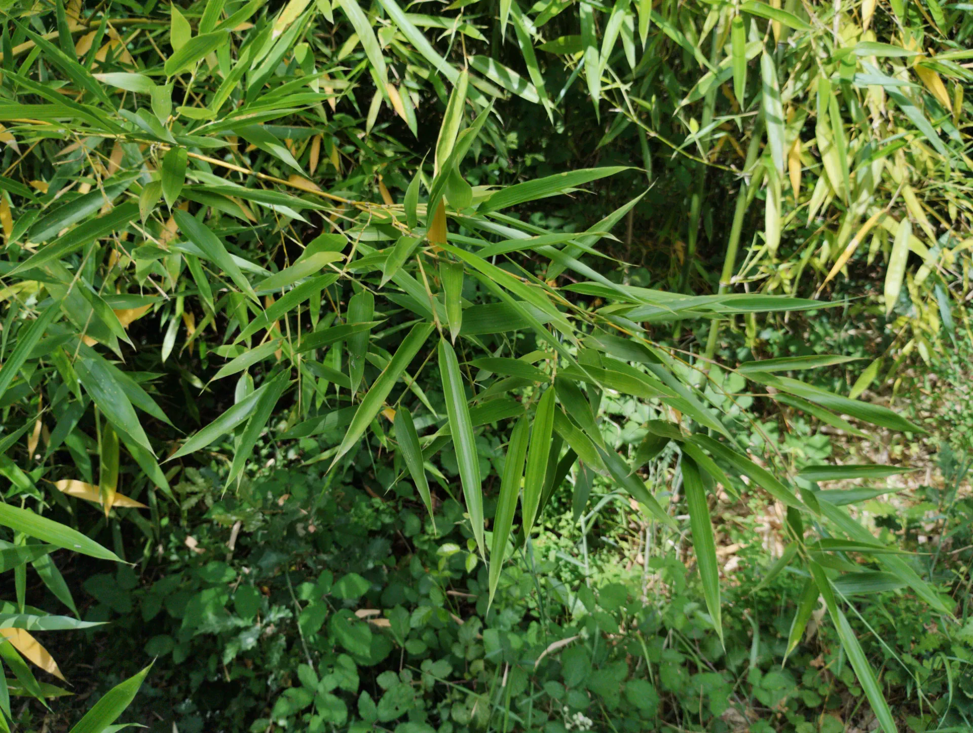 img/phyllostachys-viridiglaucescens-2.webp
