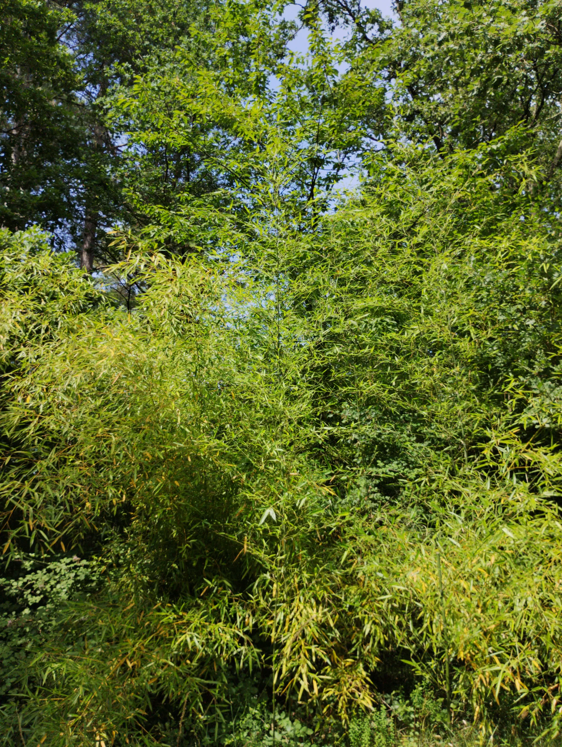 img/phyllostachys-viridiglaucescens-3.webp