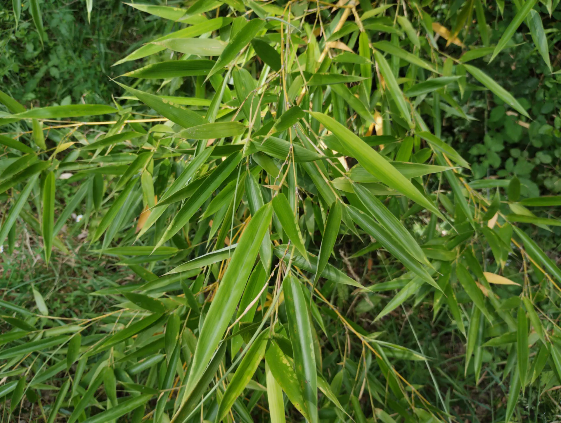 img/phyllostachys-viridiglaucescens-4.webp