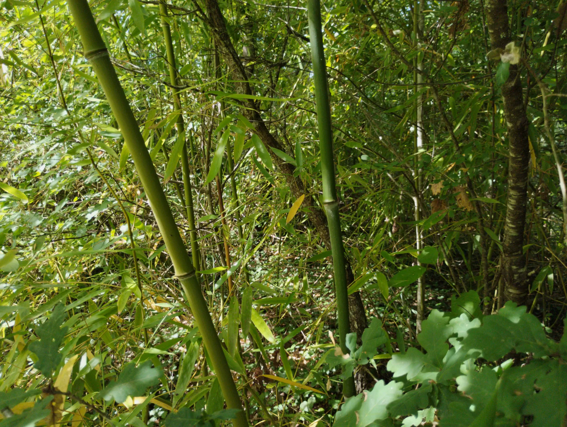 img/phyllostachys-viridiglaucescens-5.webp