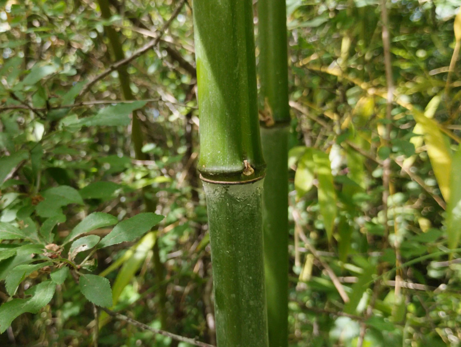 img/phyllostachys-viridiglaucescens-6.webp