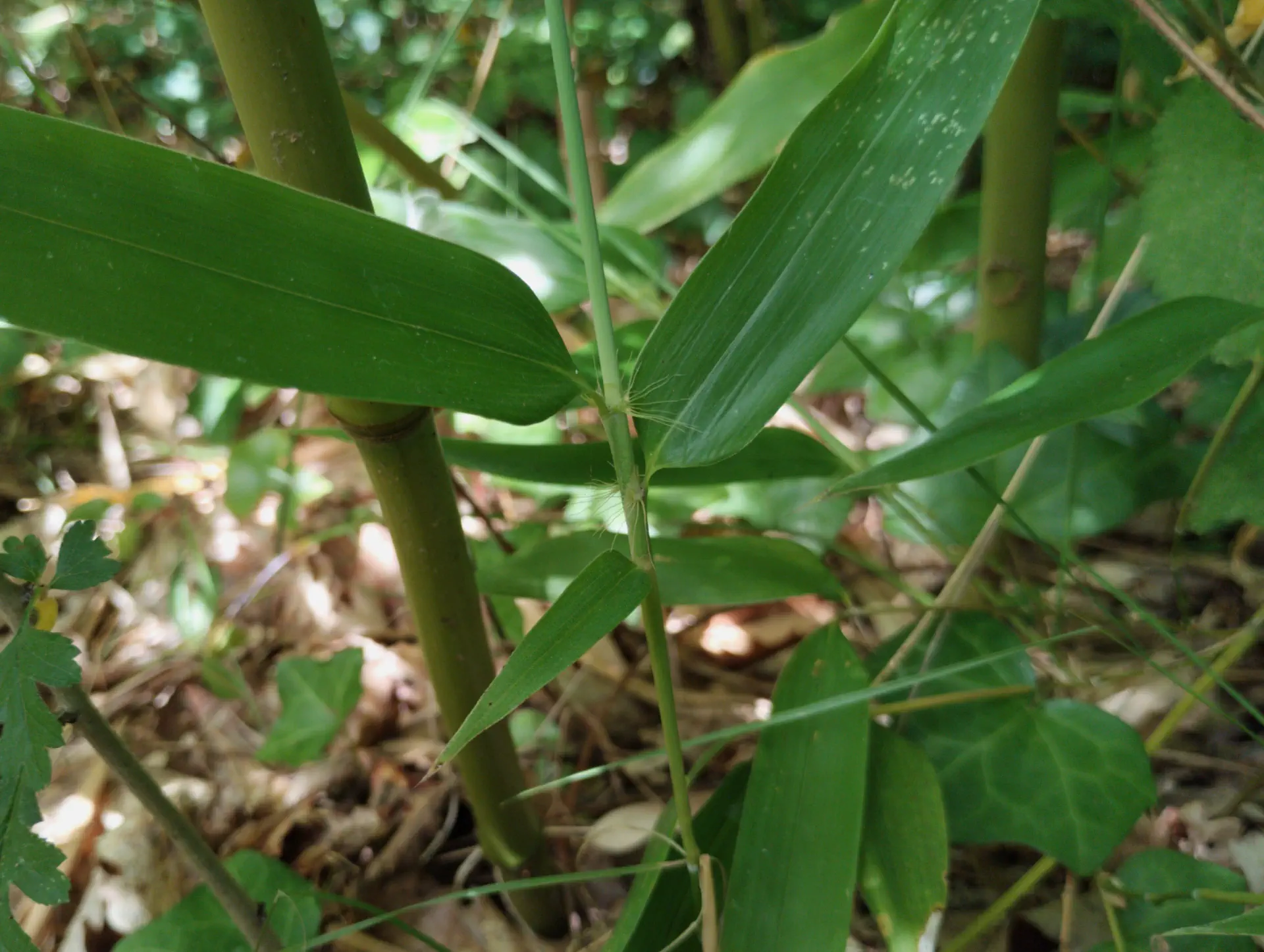 img/phyllostachys-viridiglaucescens-7.webp