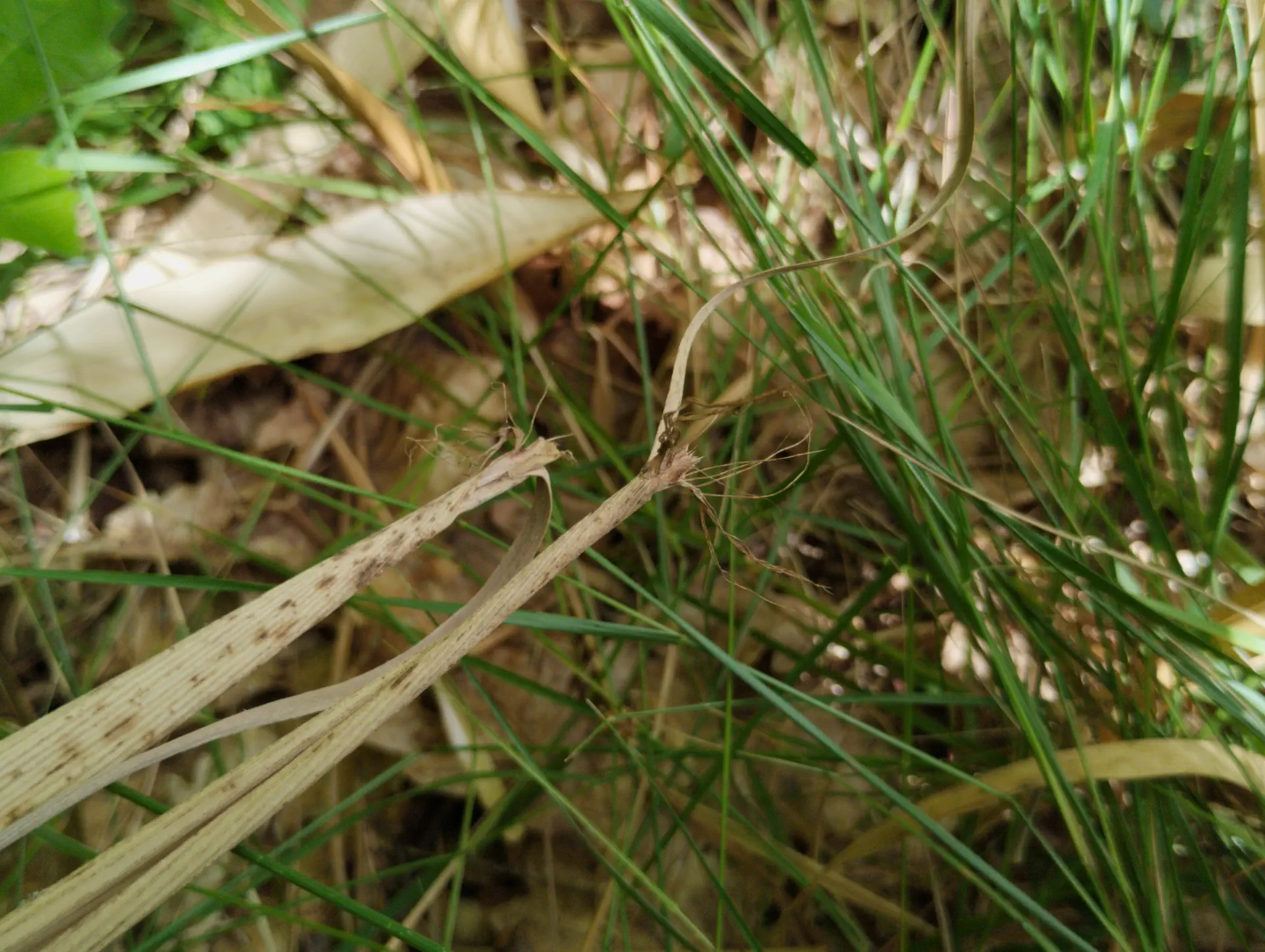img/phyllostachys-viridiglaucescens-8.webp