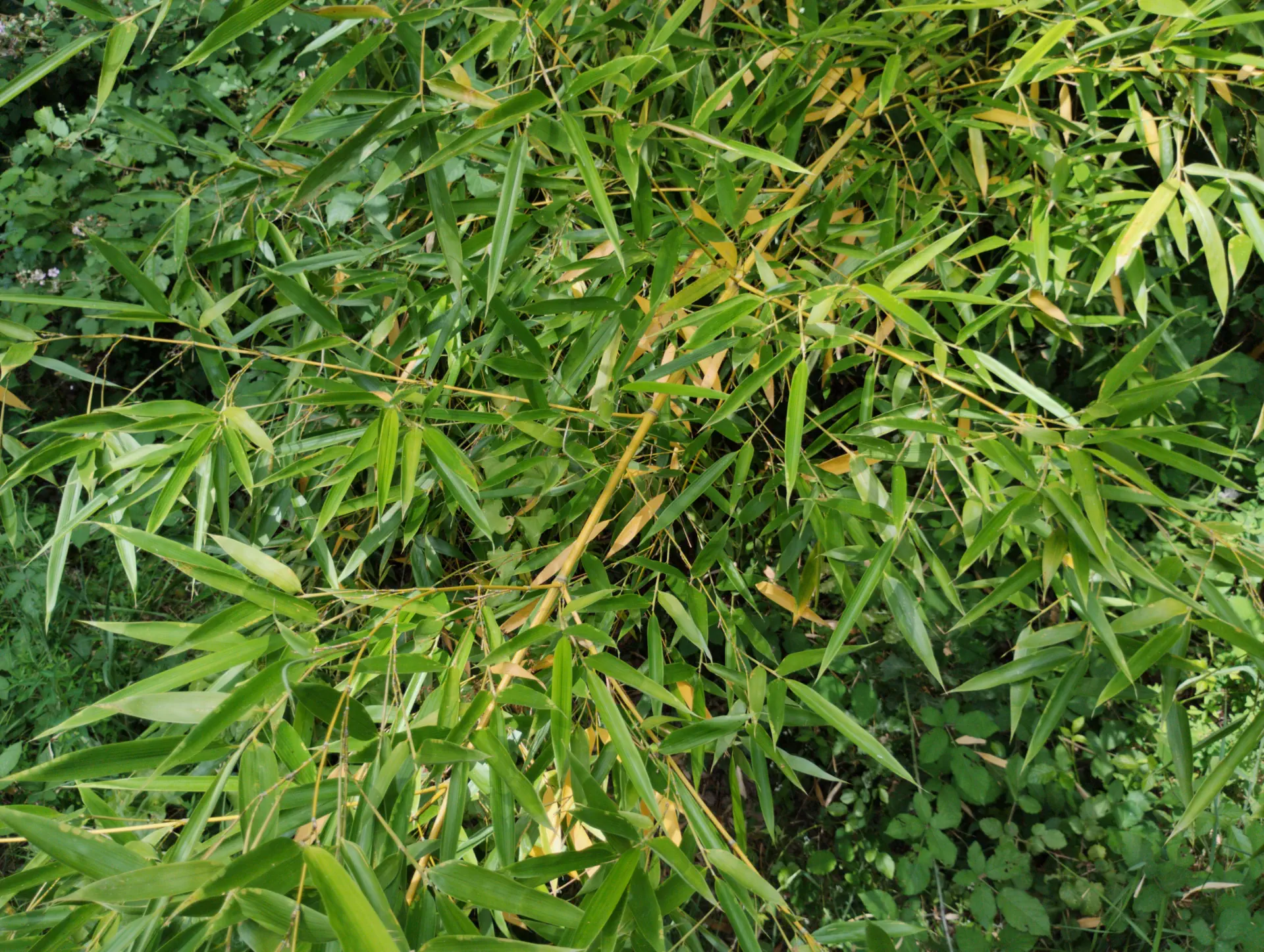 img/phyllostachys-viridiglaucescens.webp