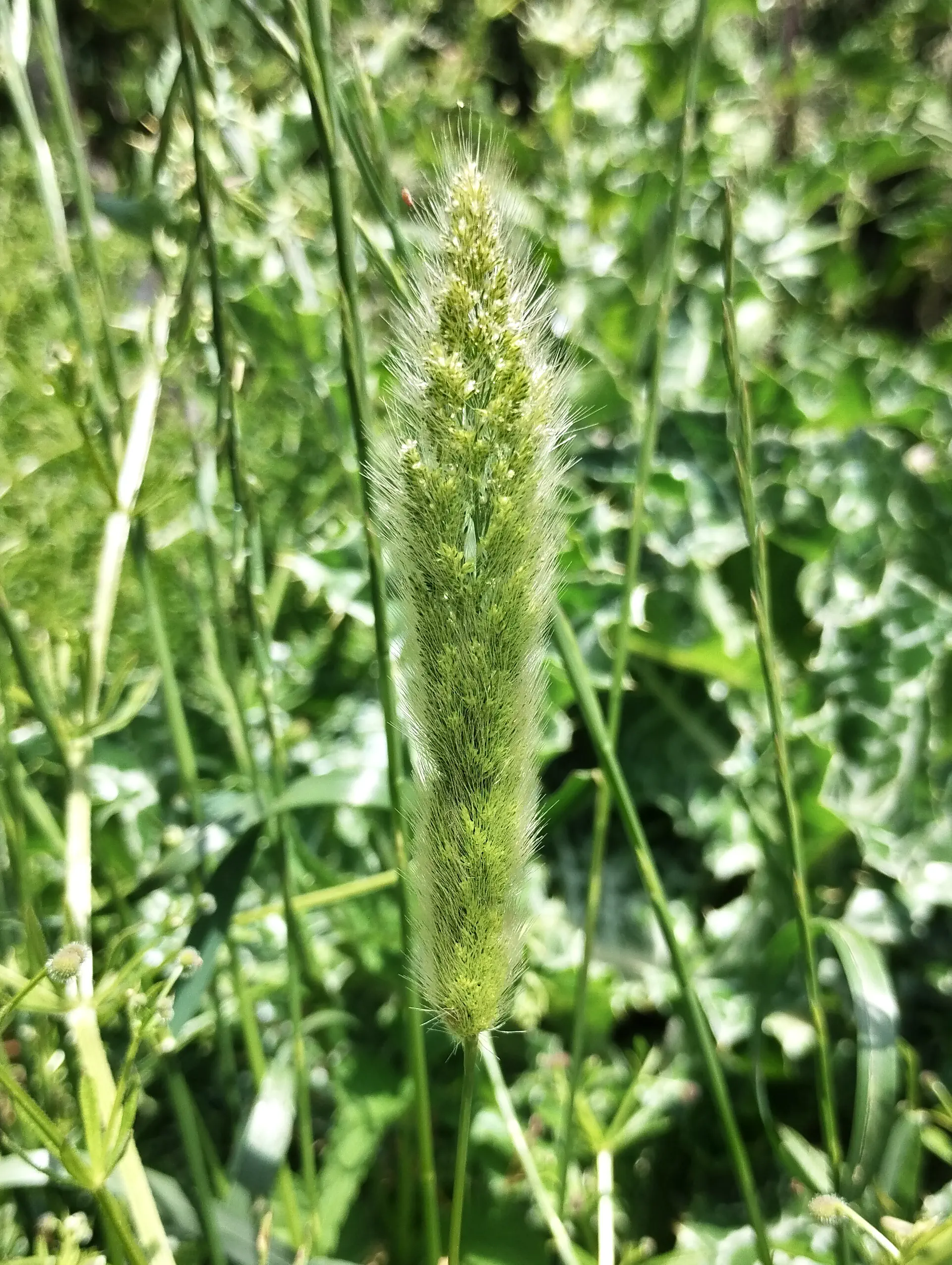 img/polypogon-monspeliensis.webp