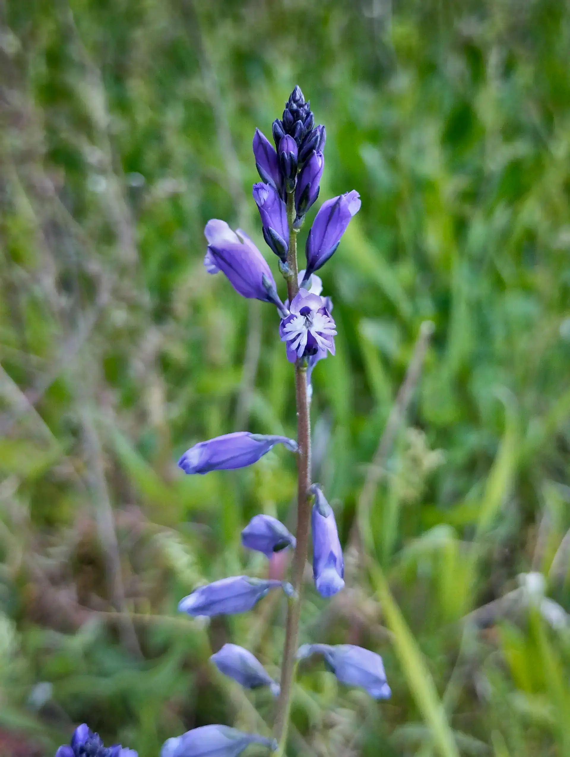 img/polygala-vulgaris-2.webp
