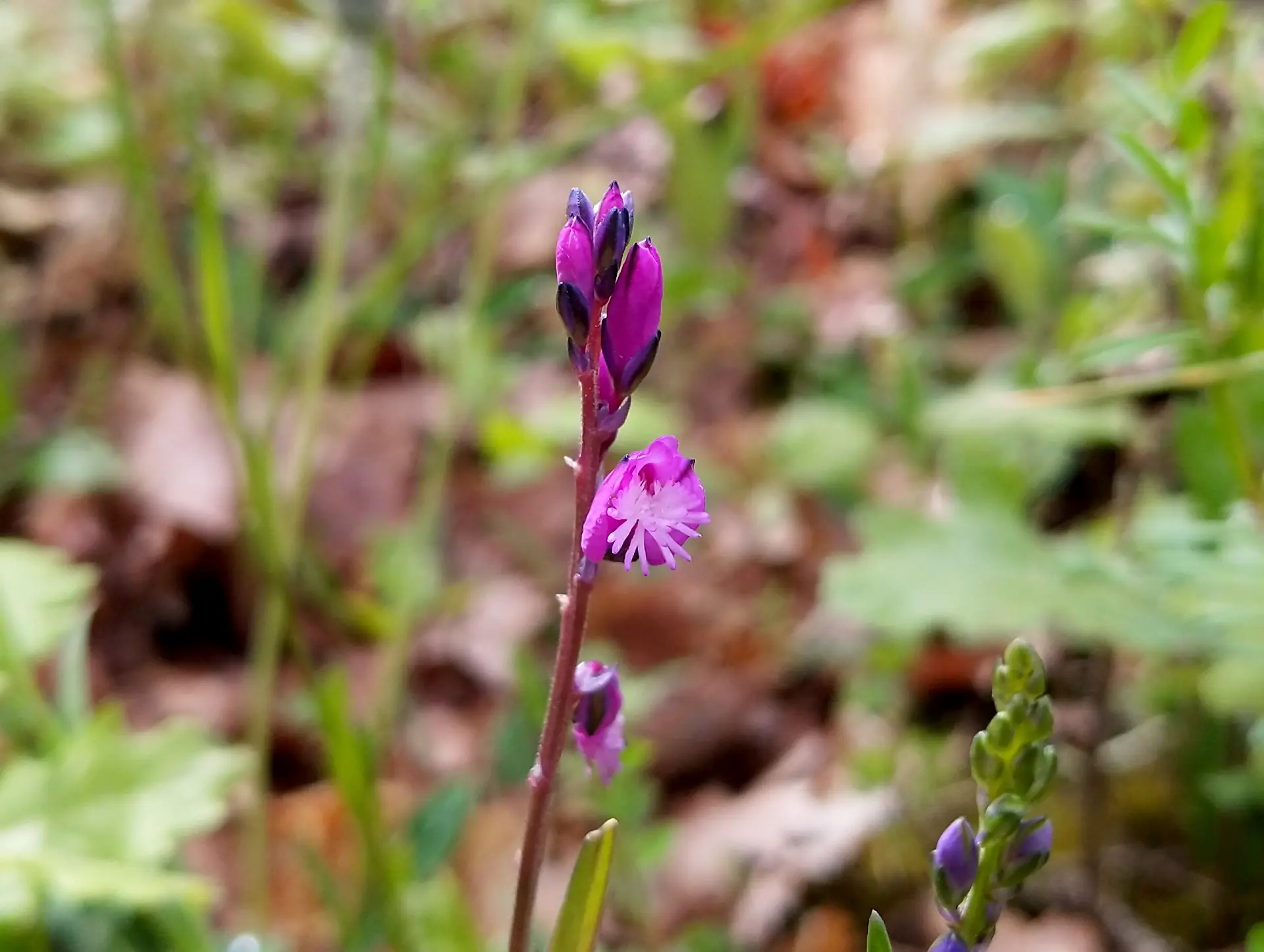 img/polygala-vulgaris-3.webp