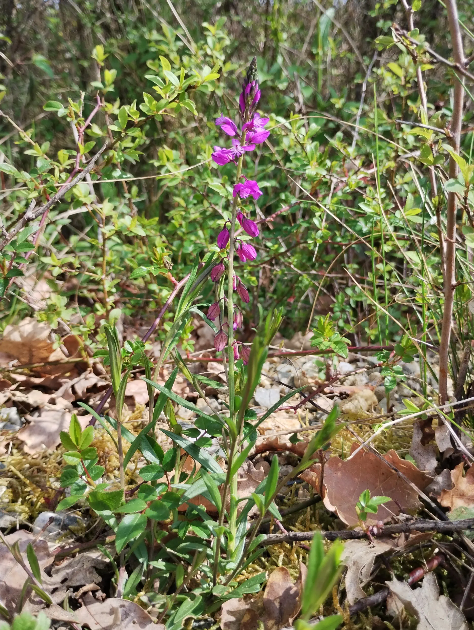 img/polygala-vulgaris-5.webp
