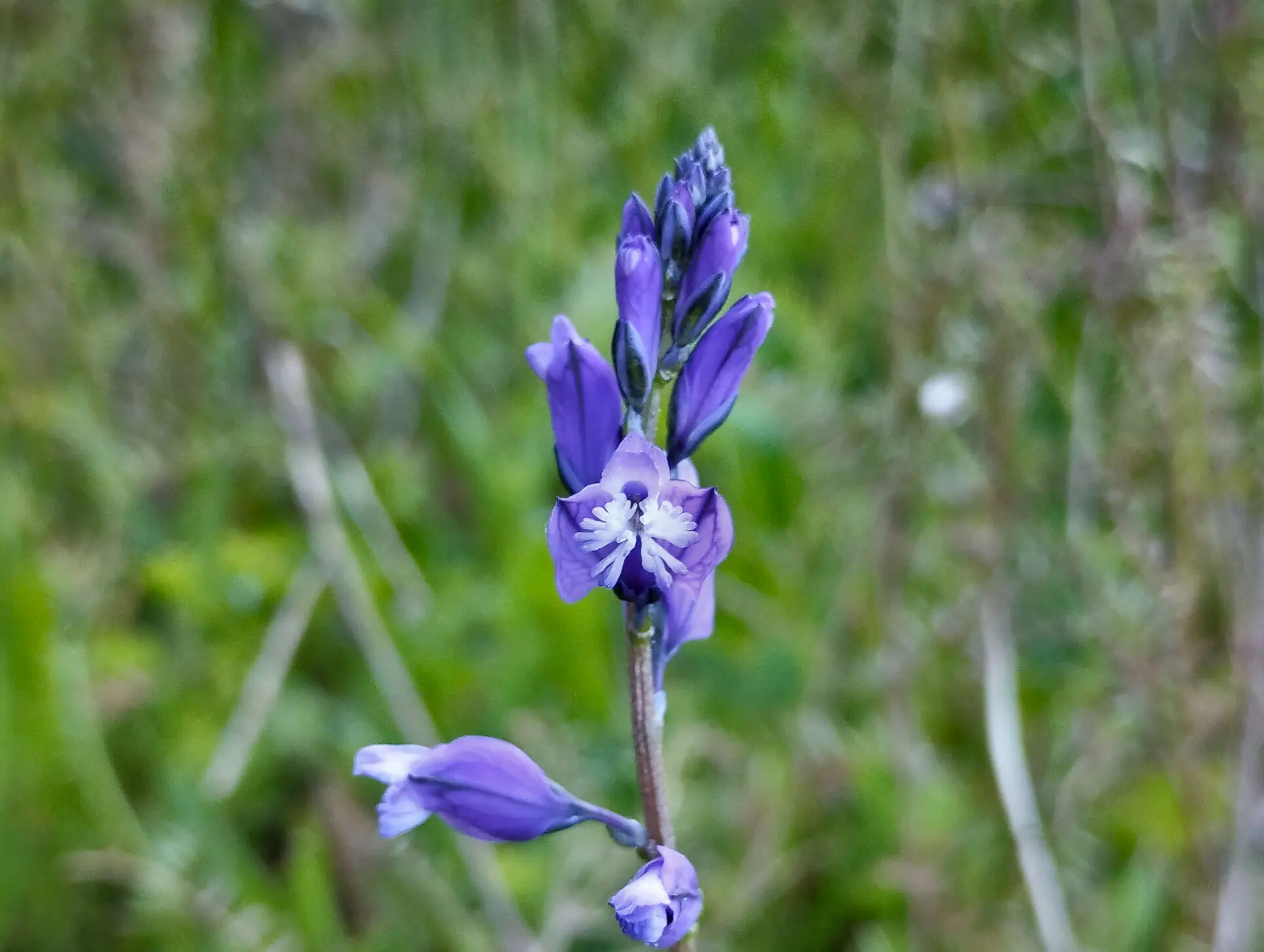 img/polygala-vulgaris.webp