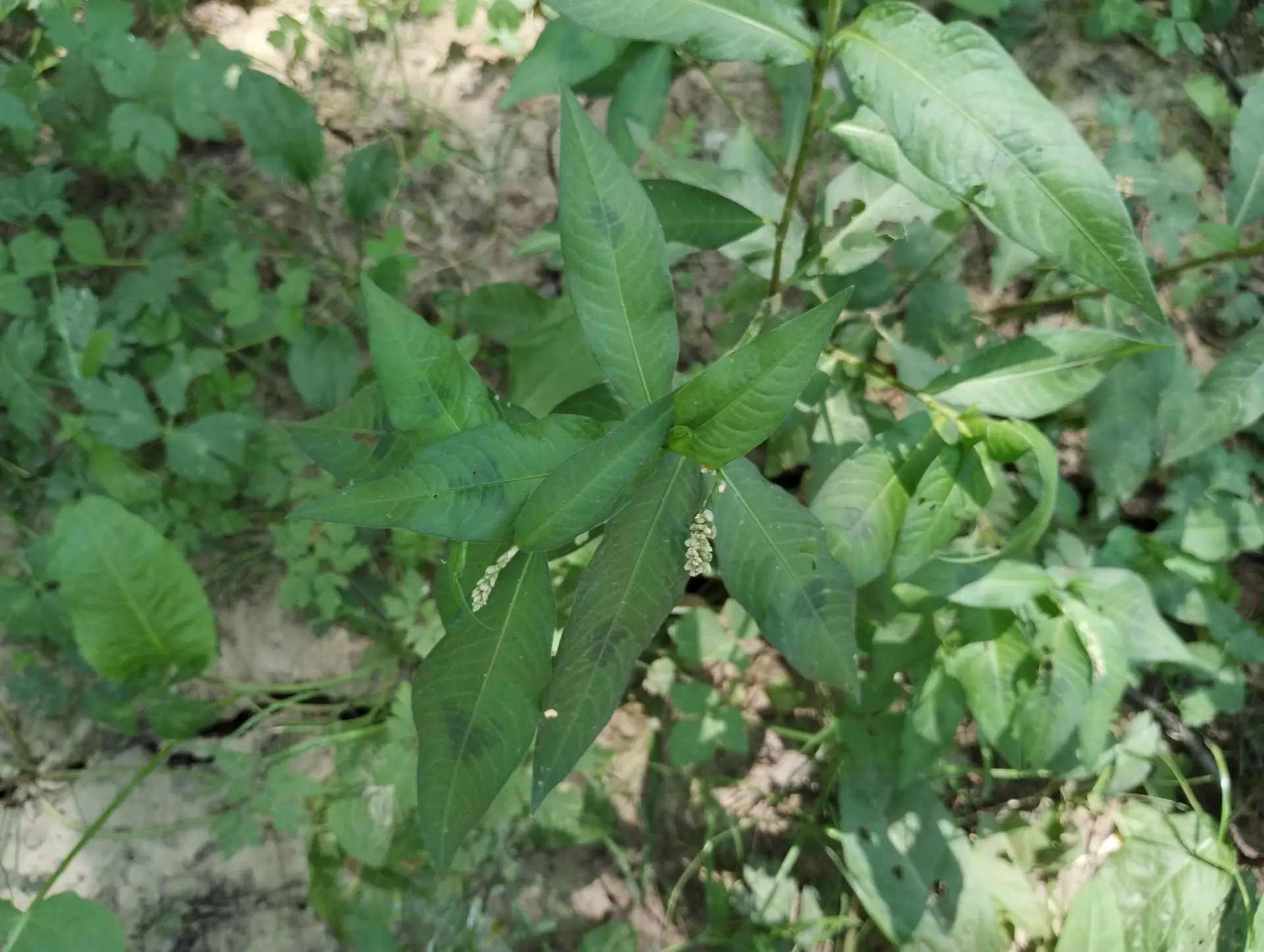 img/persicaria-lapathifolia-2.webp