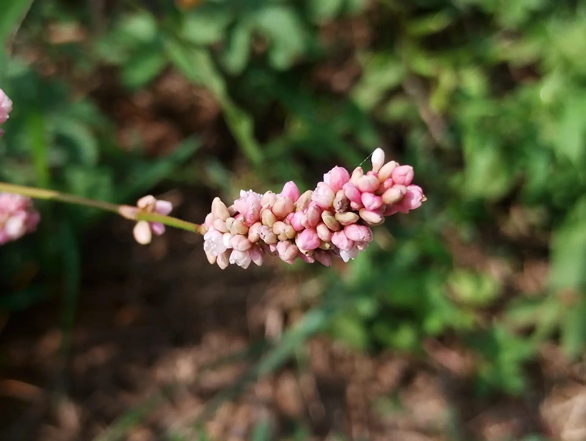 img/persicaria-lapathifolia-3.webp