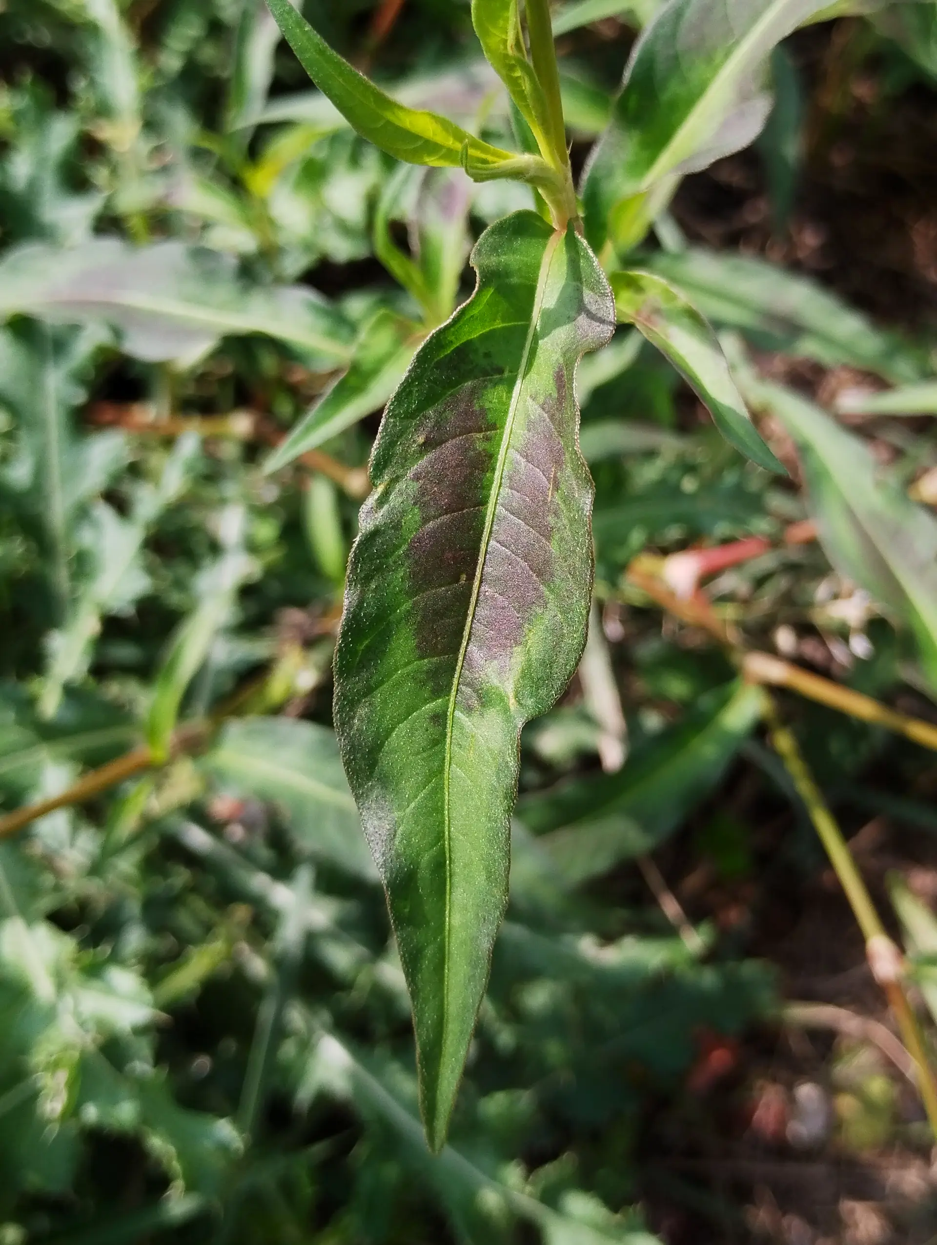 img/persicaria-lapathifolia-4.webp