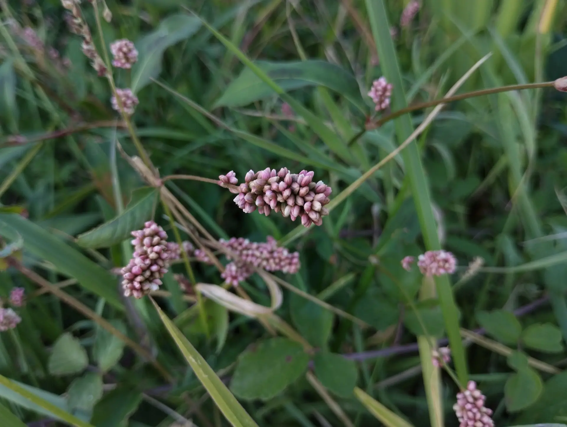 img/persicaria-lapathifolia.webp