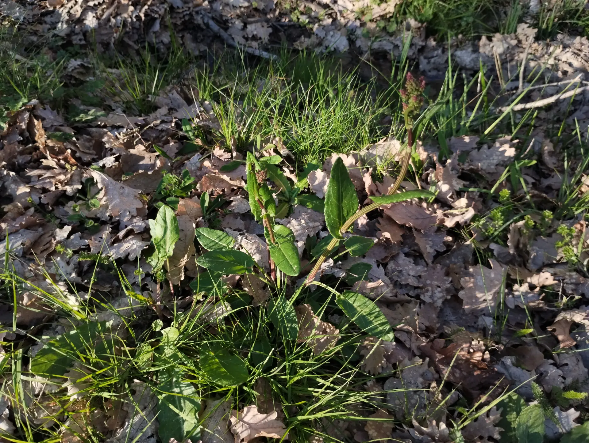 img/rumex-acetosa-2.webp