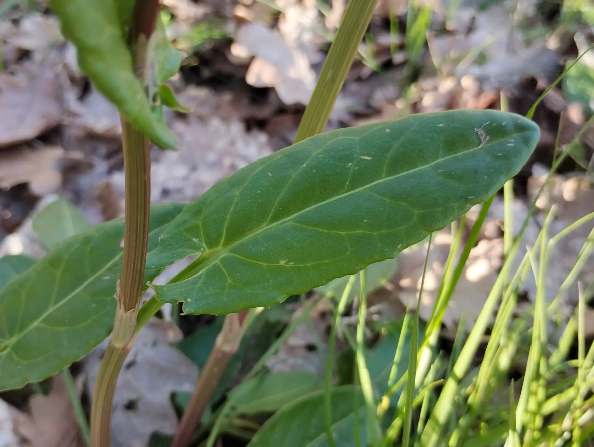 img/rumex-acetosa-3.webp