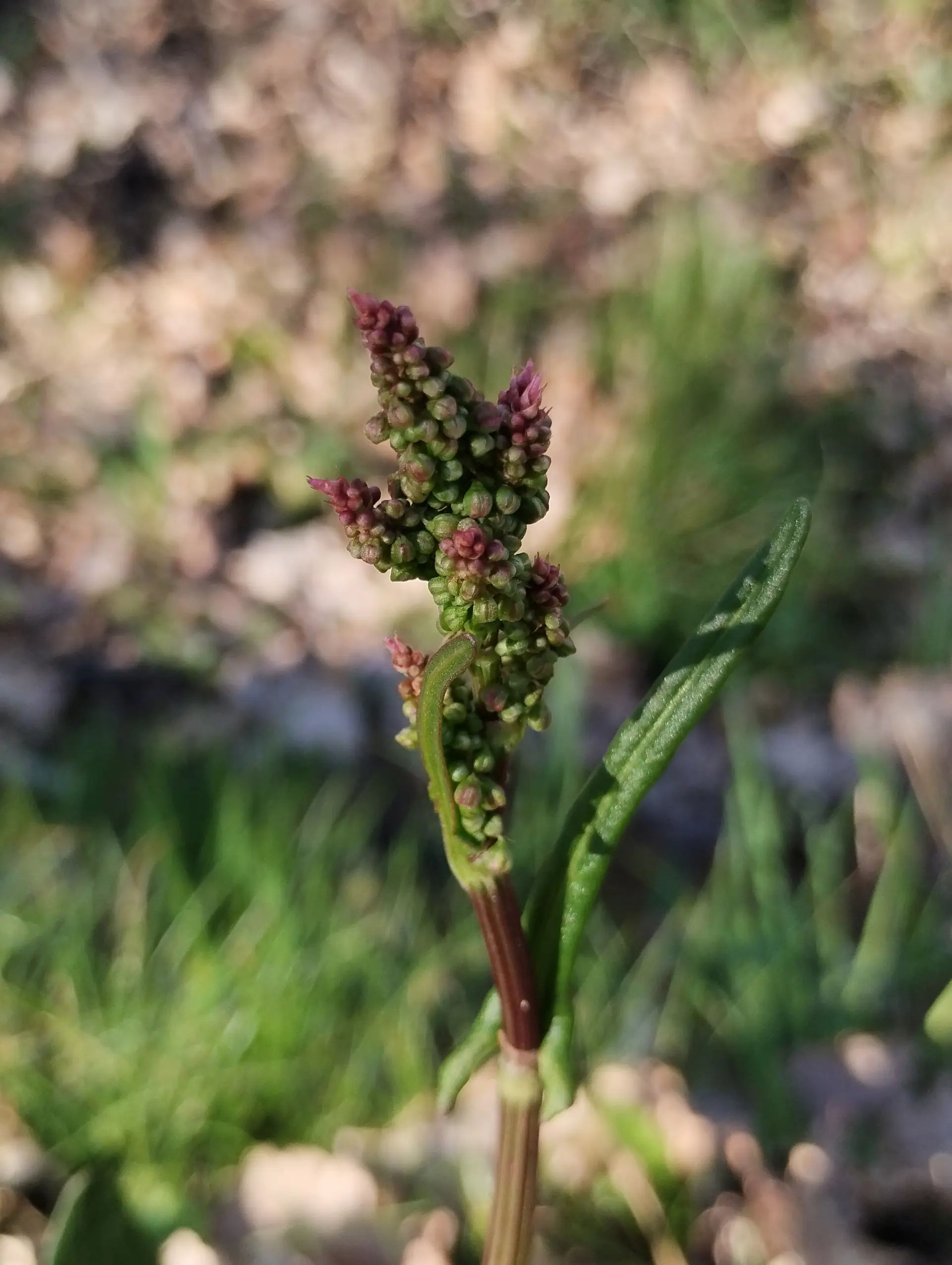 img/rumex-acetosa.webp