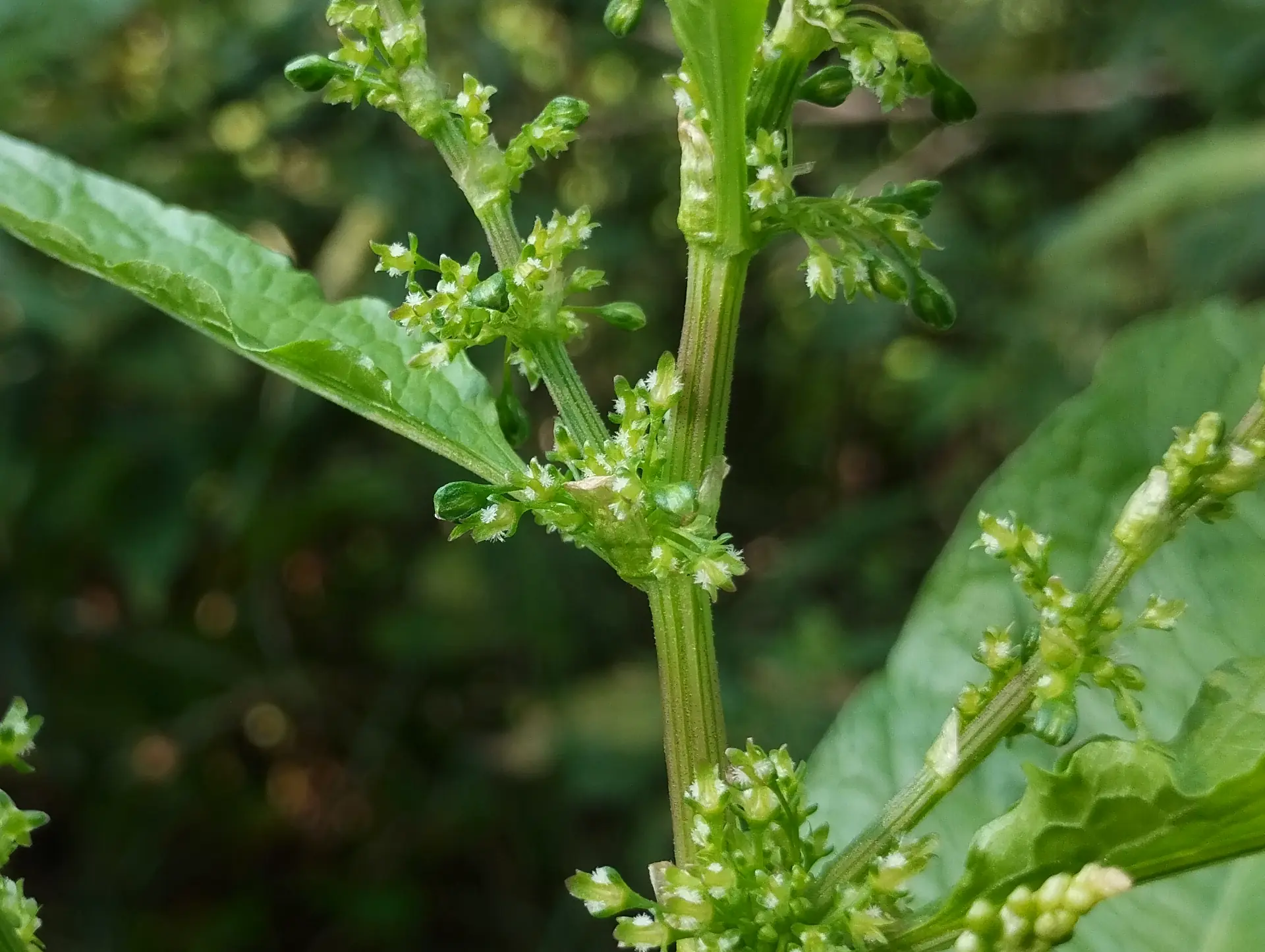 img/rumex-obtusifolius-obtusifolius-2.webp