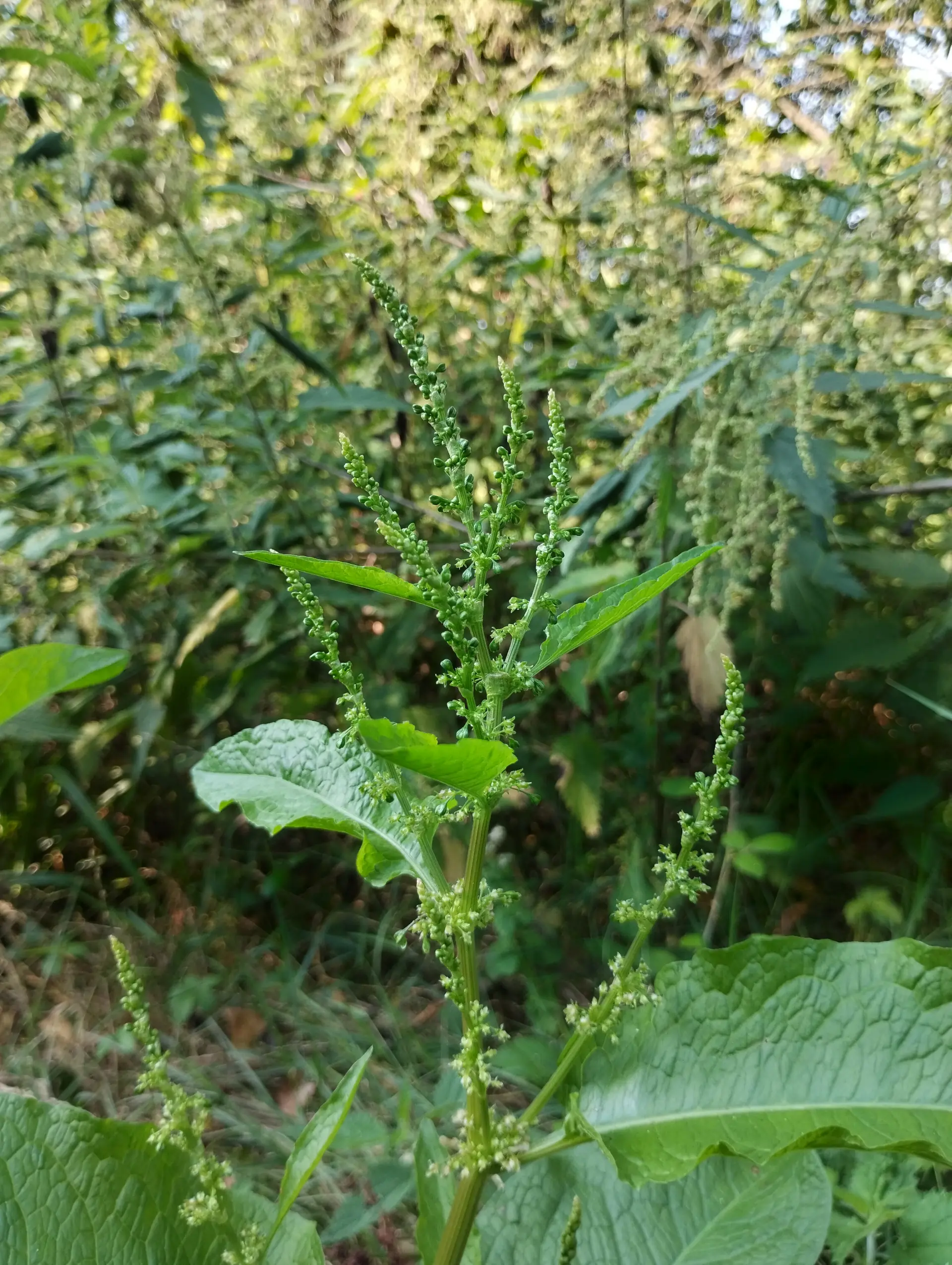 img/rumex-obtusifolius-obtusifolius-3.webp