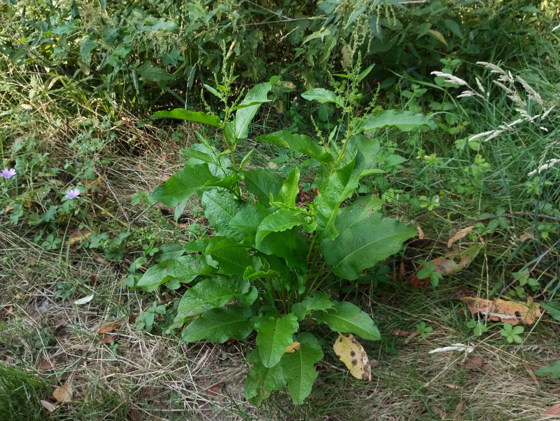 img/rumex-obtusifolius-obtusifolius-4.webp