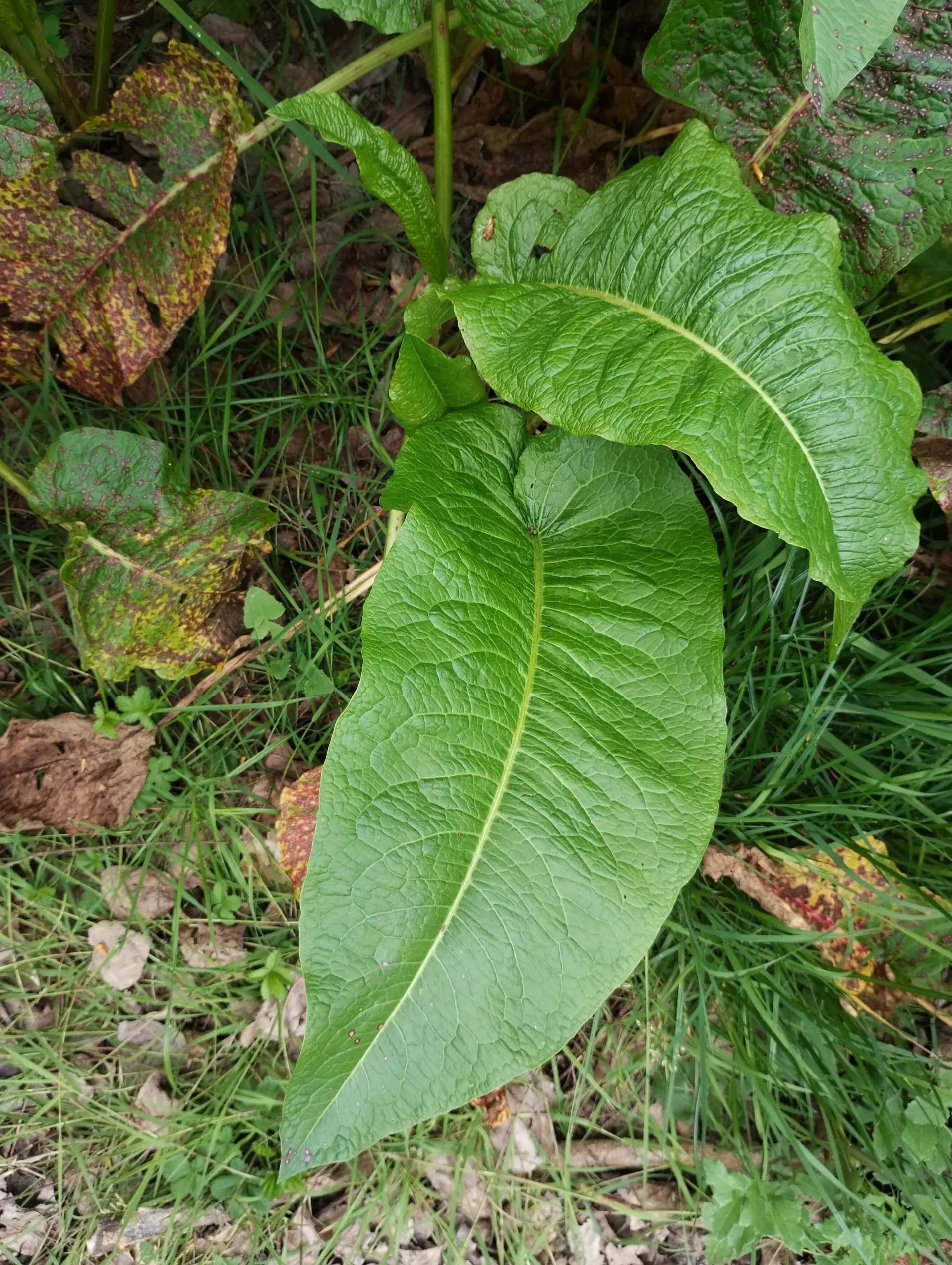 img/rumex-obtusifolius-obtusifolius-5.webp