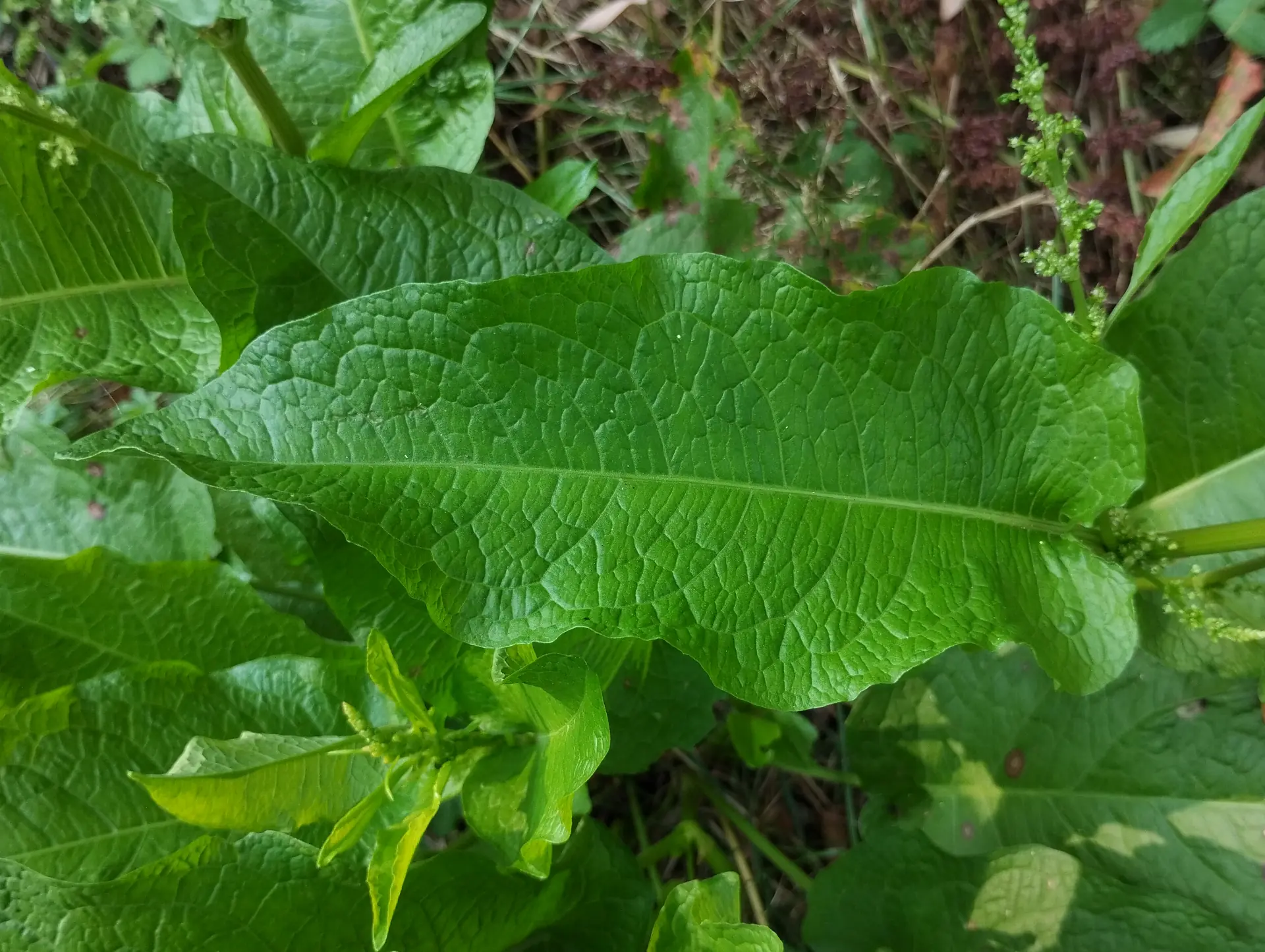 img/rumex-obtusifolius-obtusifolius-6.webp