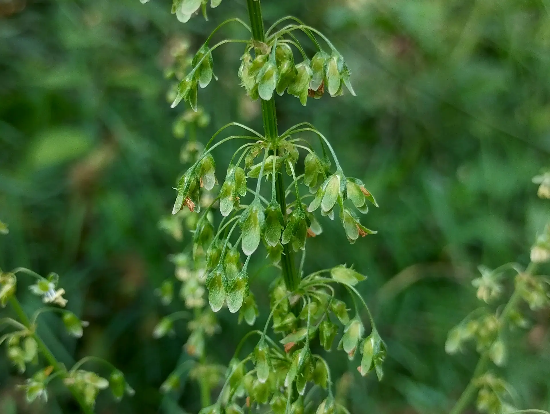 img/rumex-obtusifolius-obtusifolius-7.webp