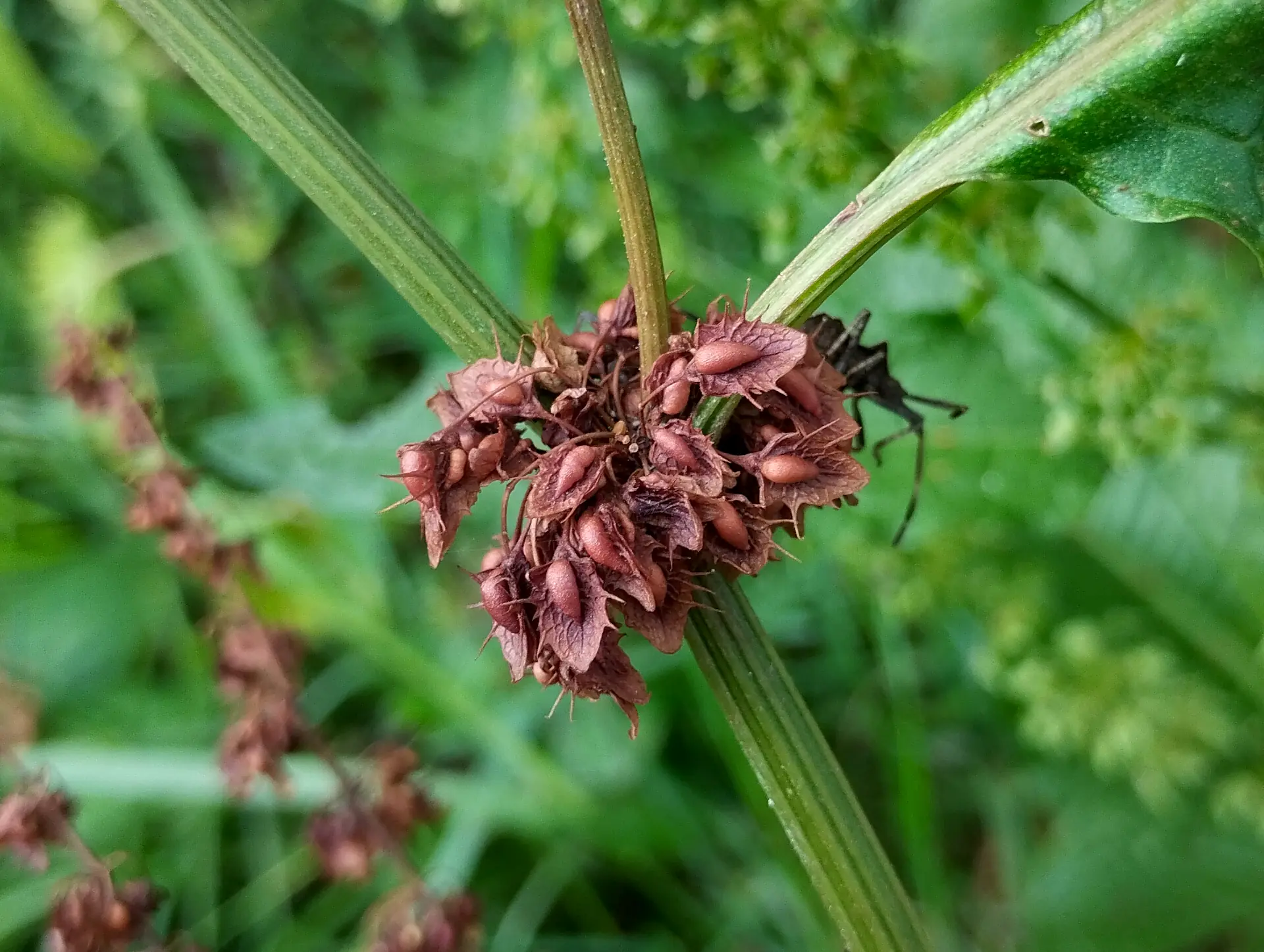 img/rumex-obtusifolius-obtusifolius-8.webp