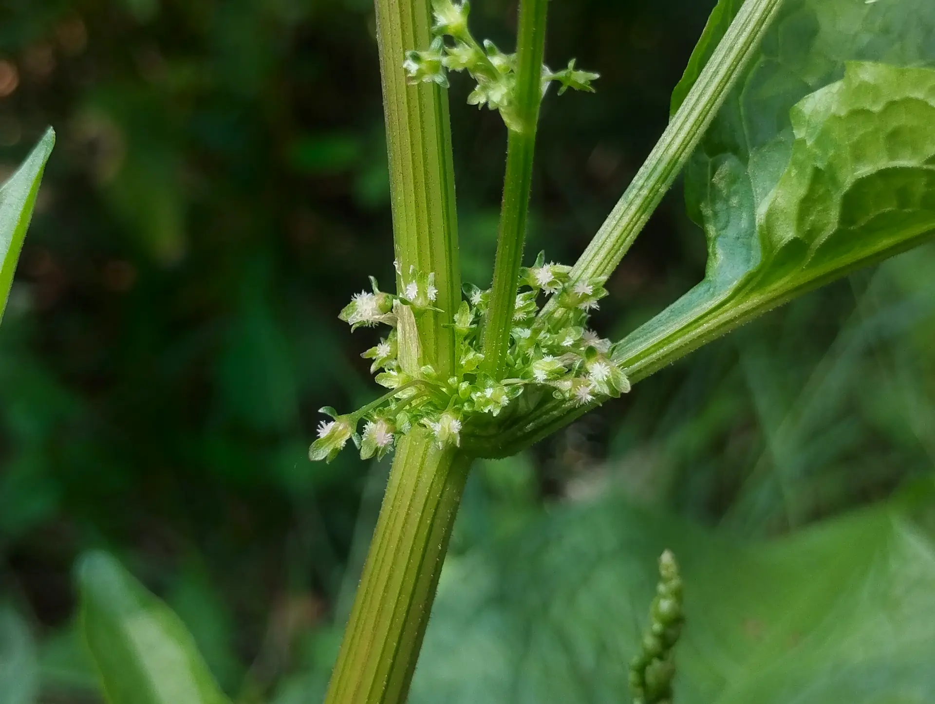 img/rumex-obtusifolius-obtusifolius.webp