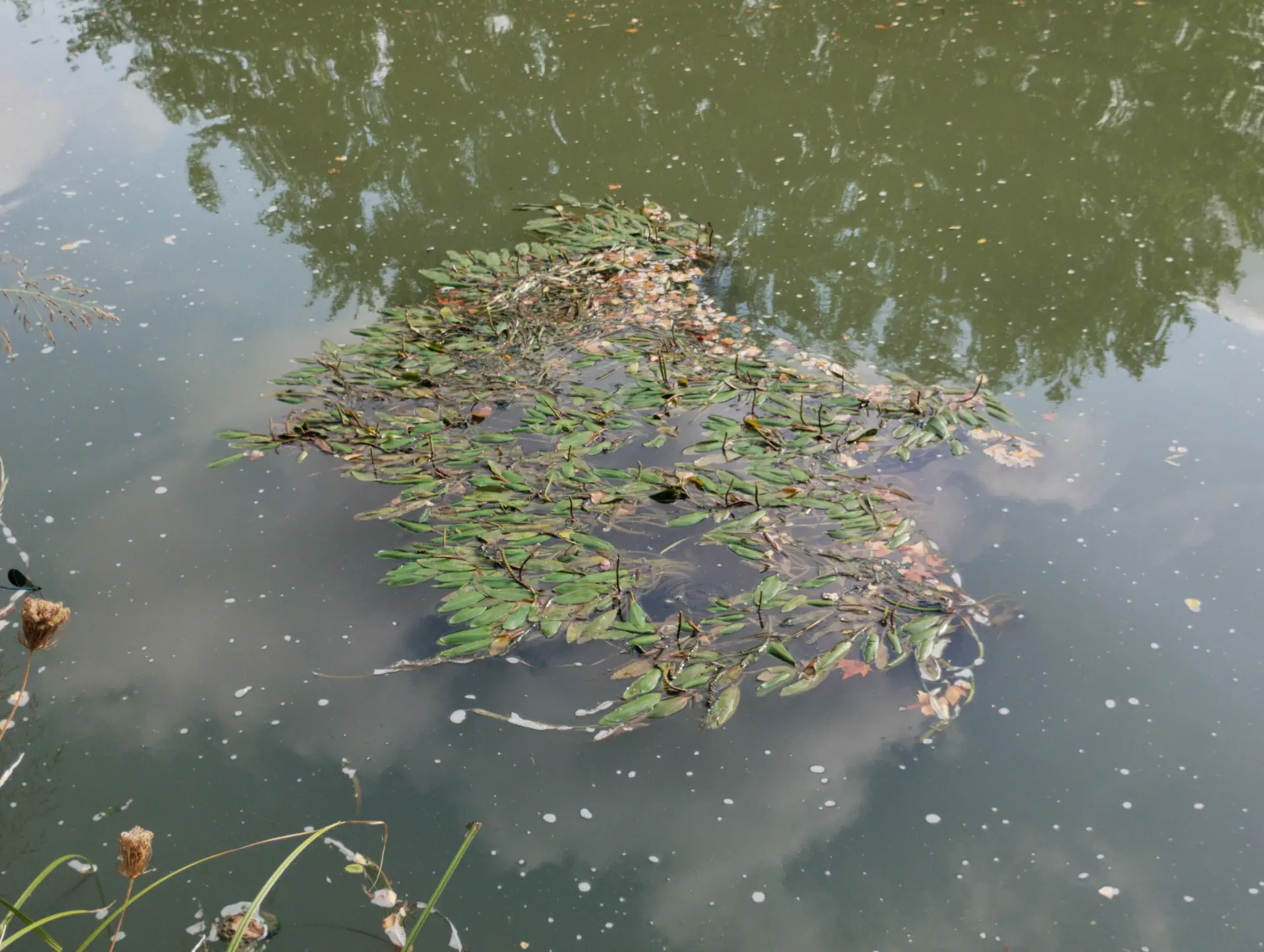 img/potamogeton-nodosus.webp