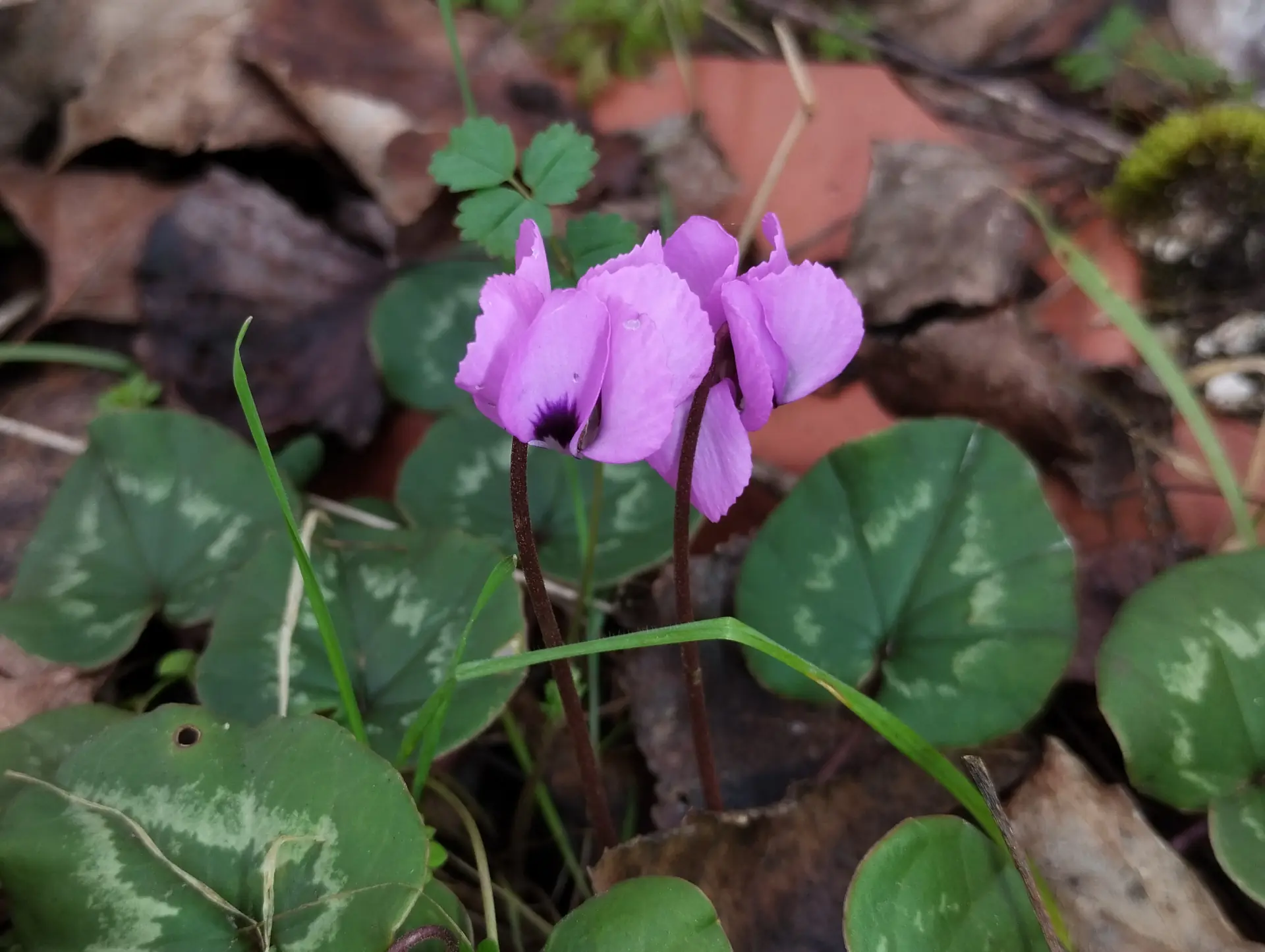 img/cyclamen-coum-2.webp