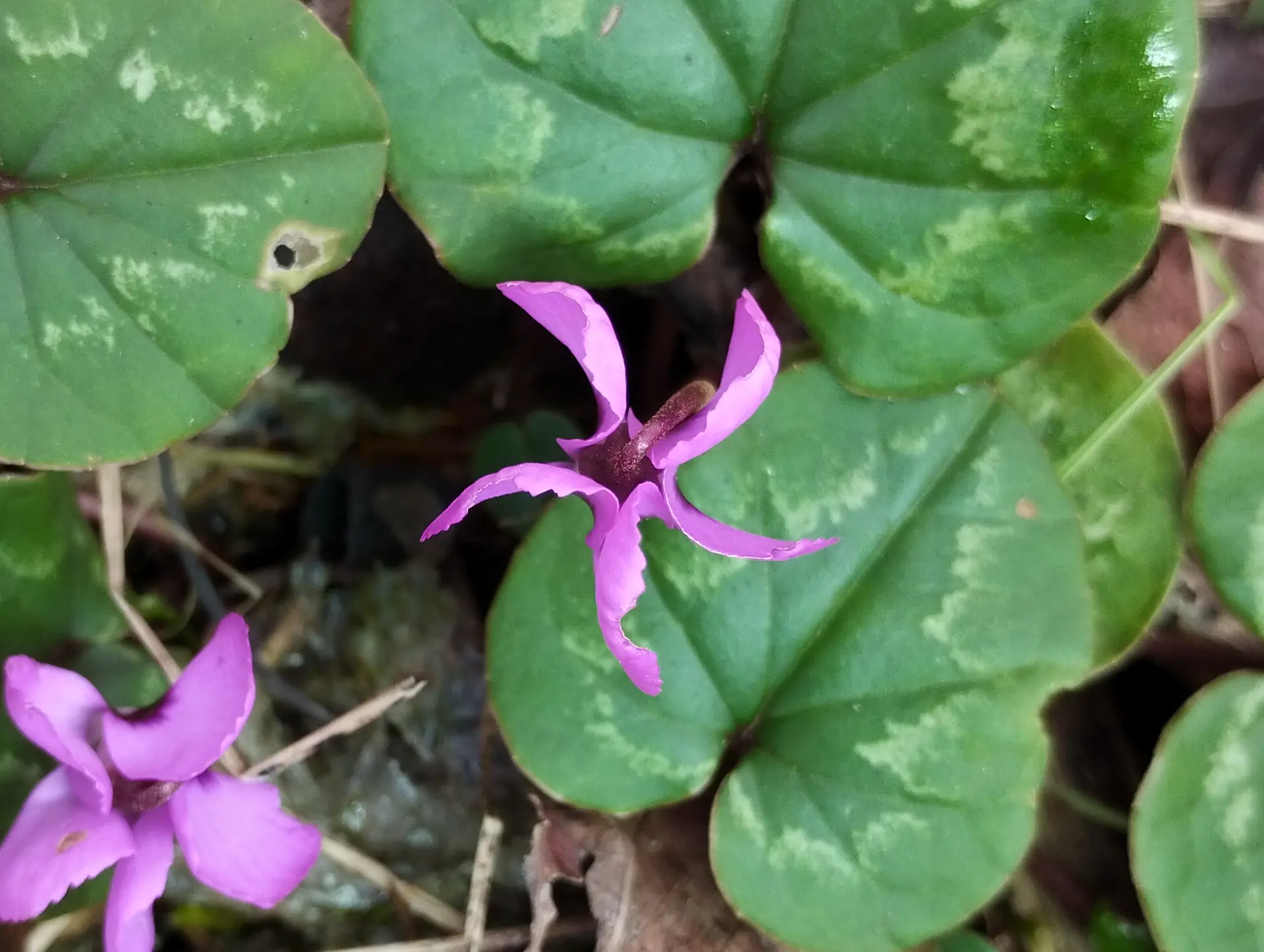 img/cyclamen-coum-3.webp