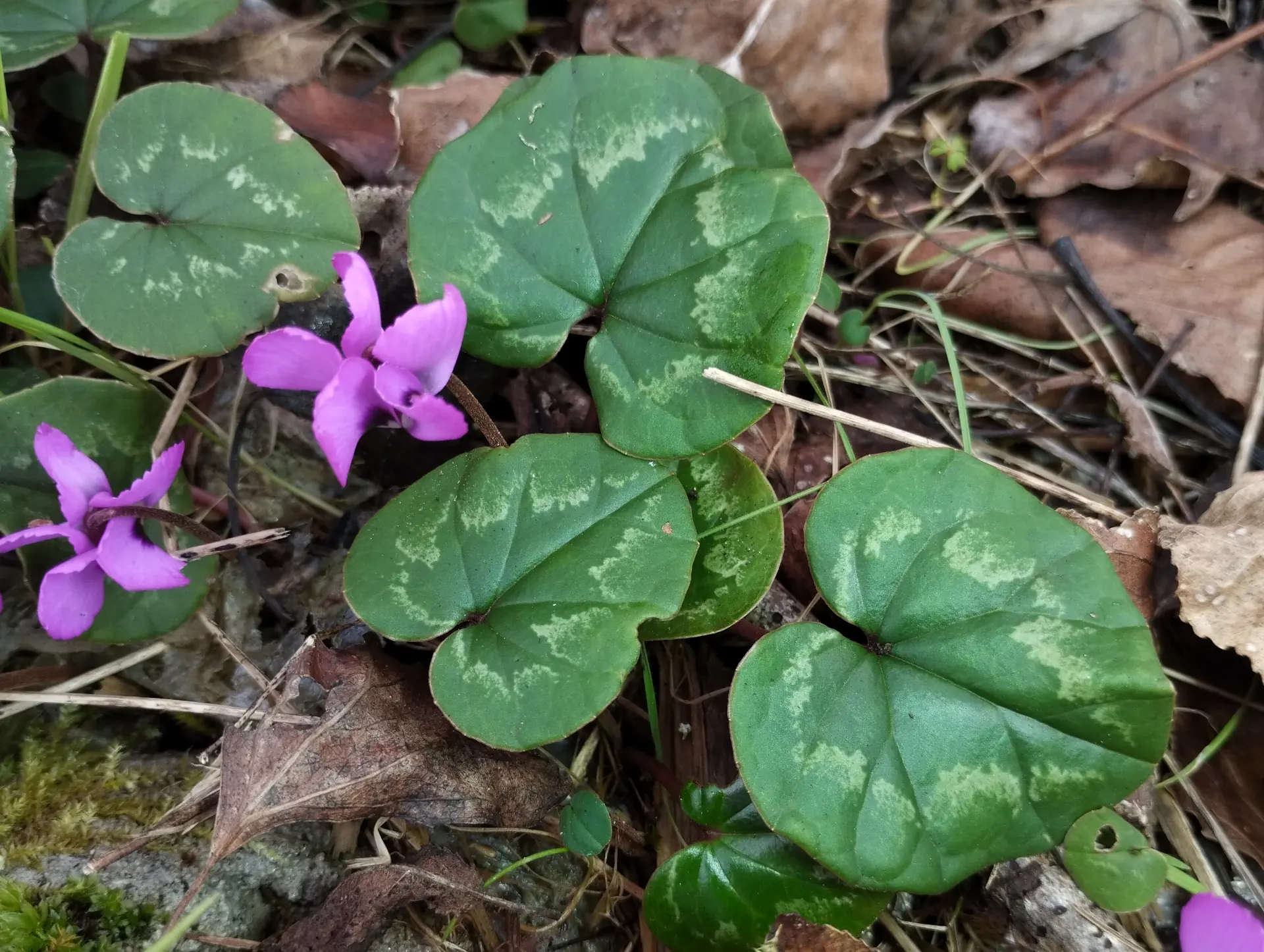 img/cyclamen-coum-5.webp