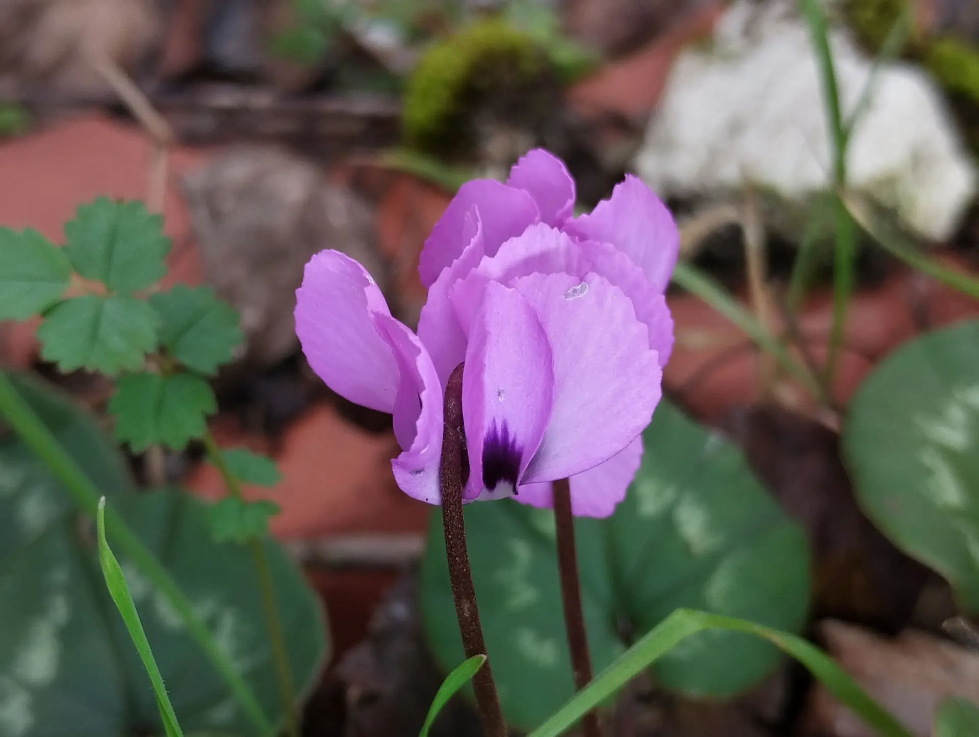 img/cyclamen-coum.webp