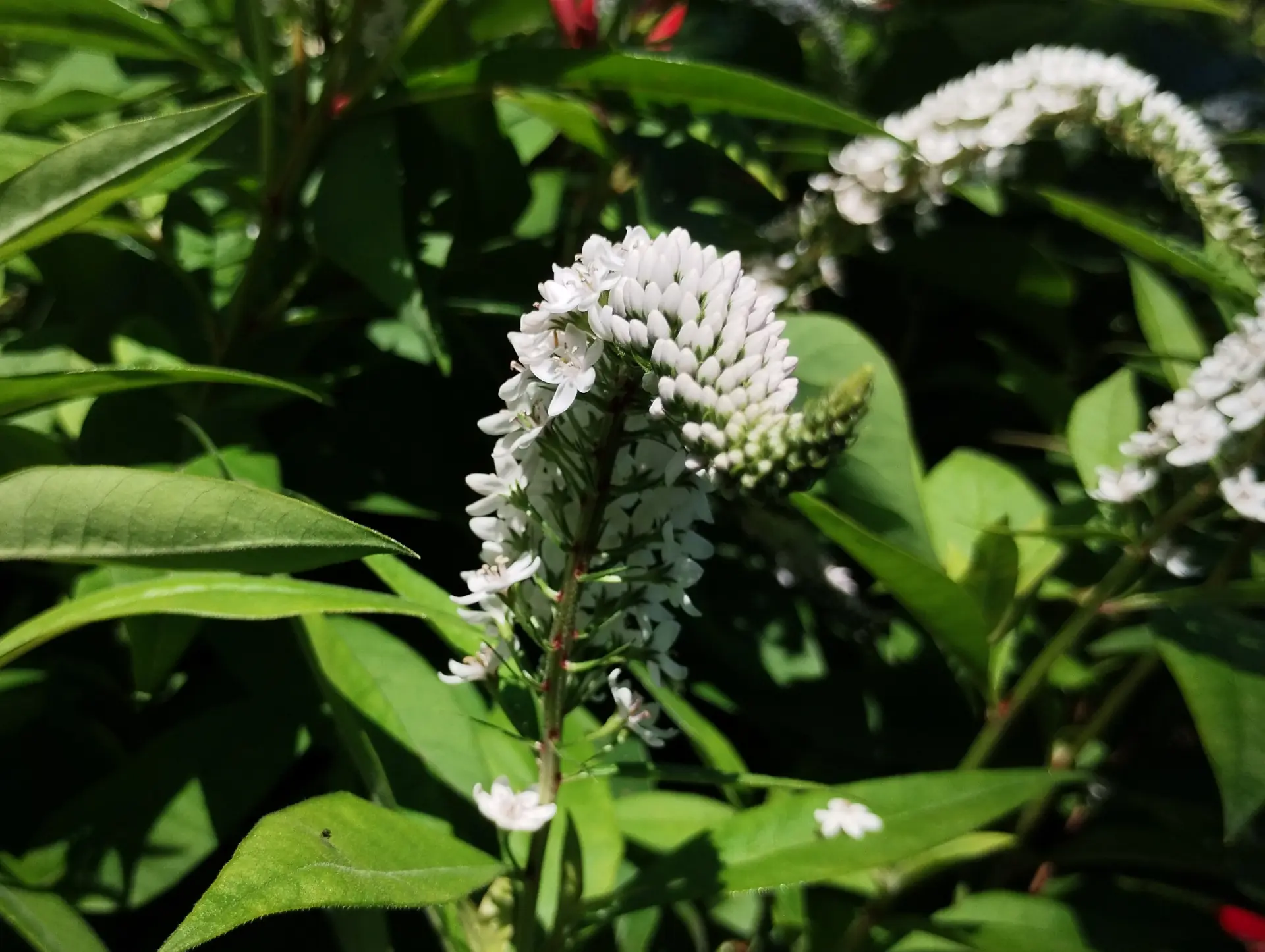 img/lysimachia-clethroides-2.webp