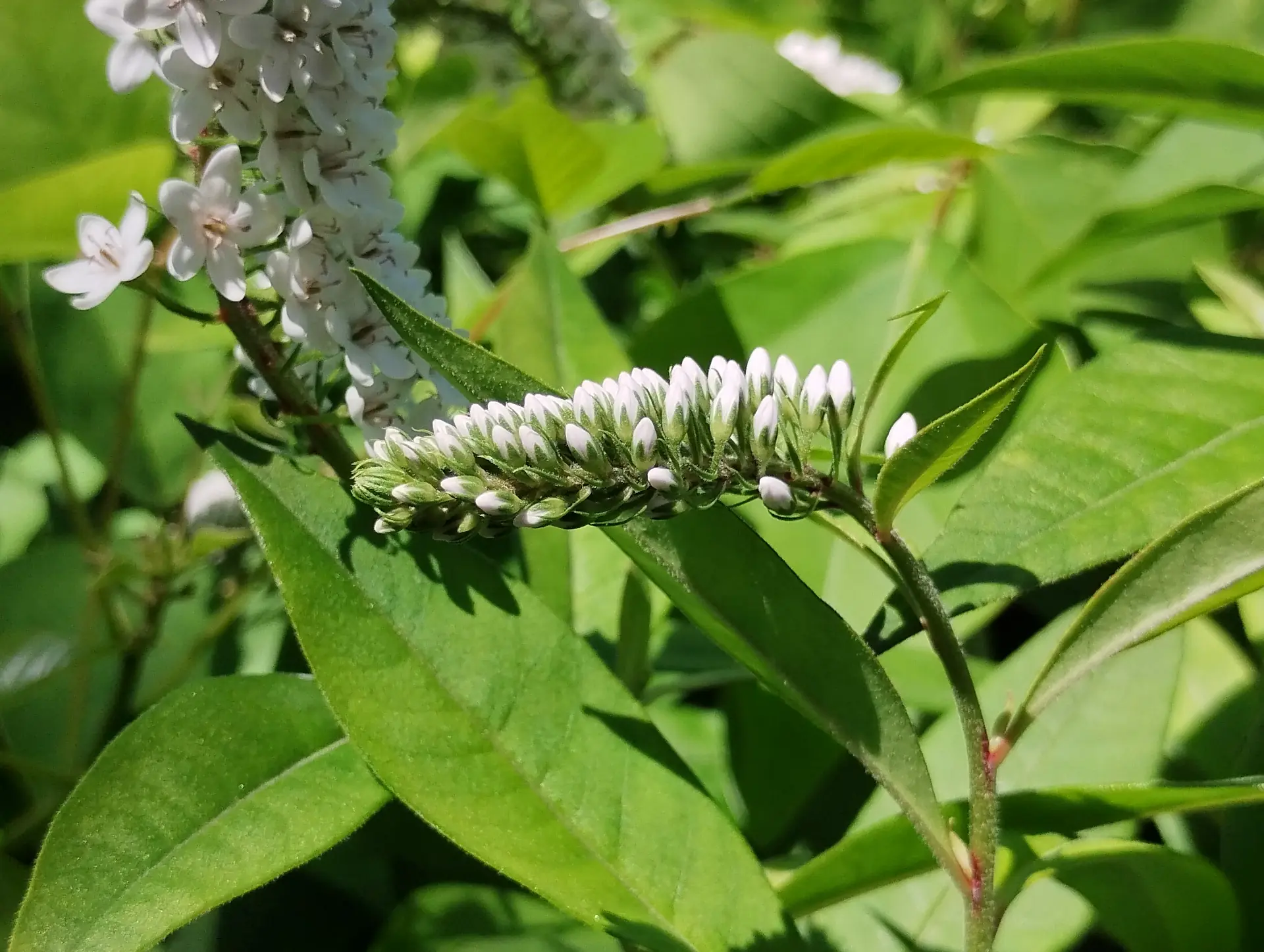 img/lysimachia-clethroides-3.webp