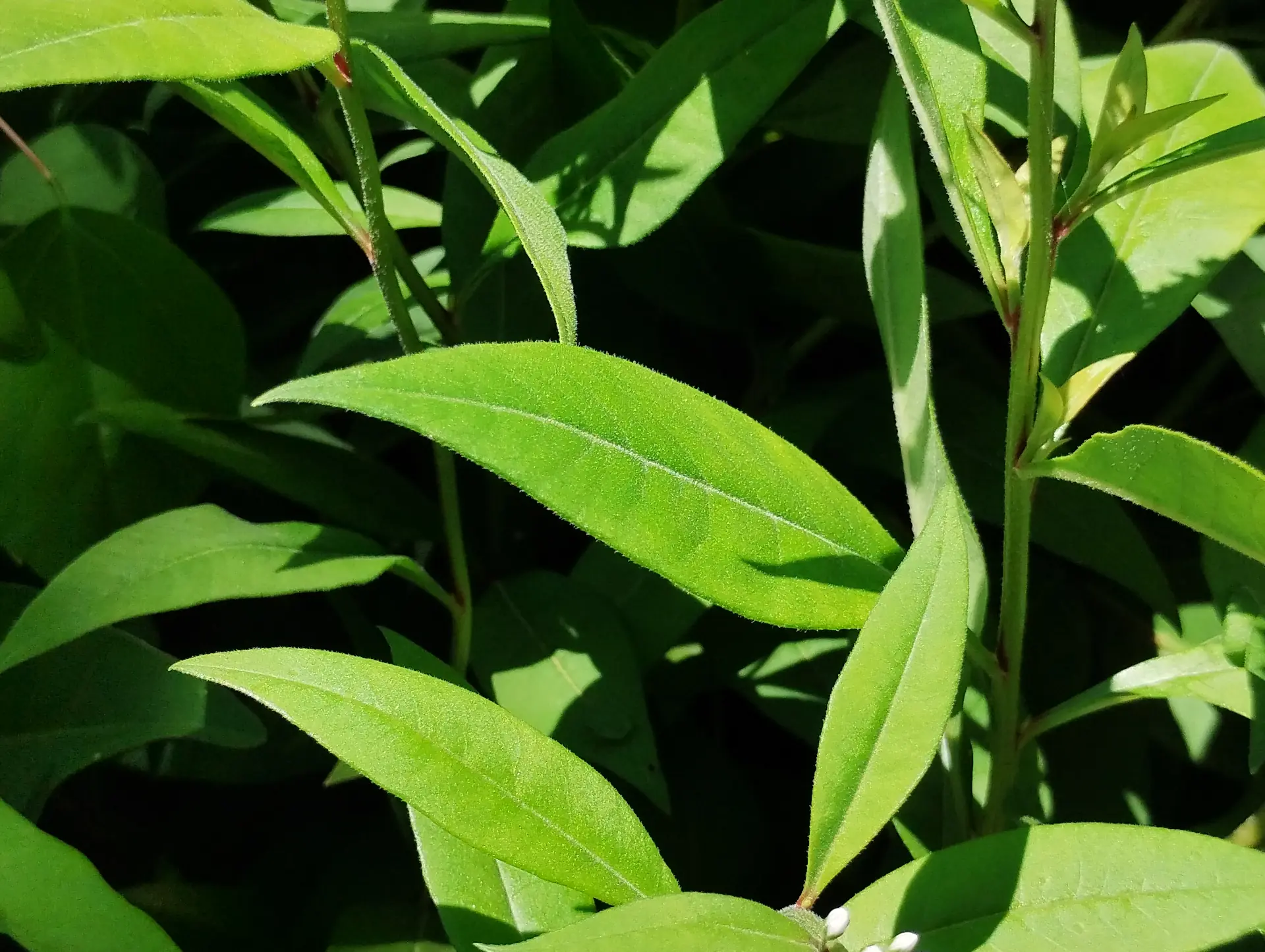 img/lysimachia-clethroides-4.webp