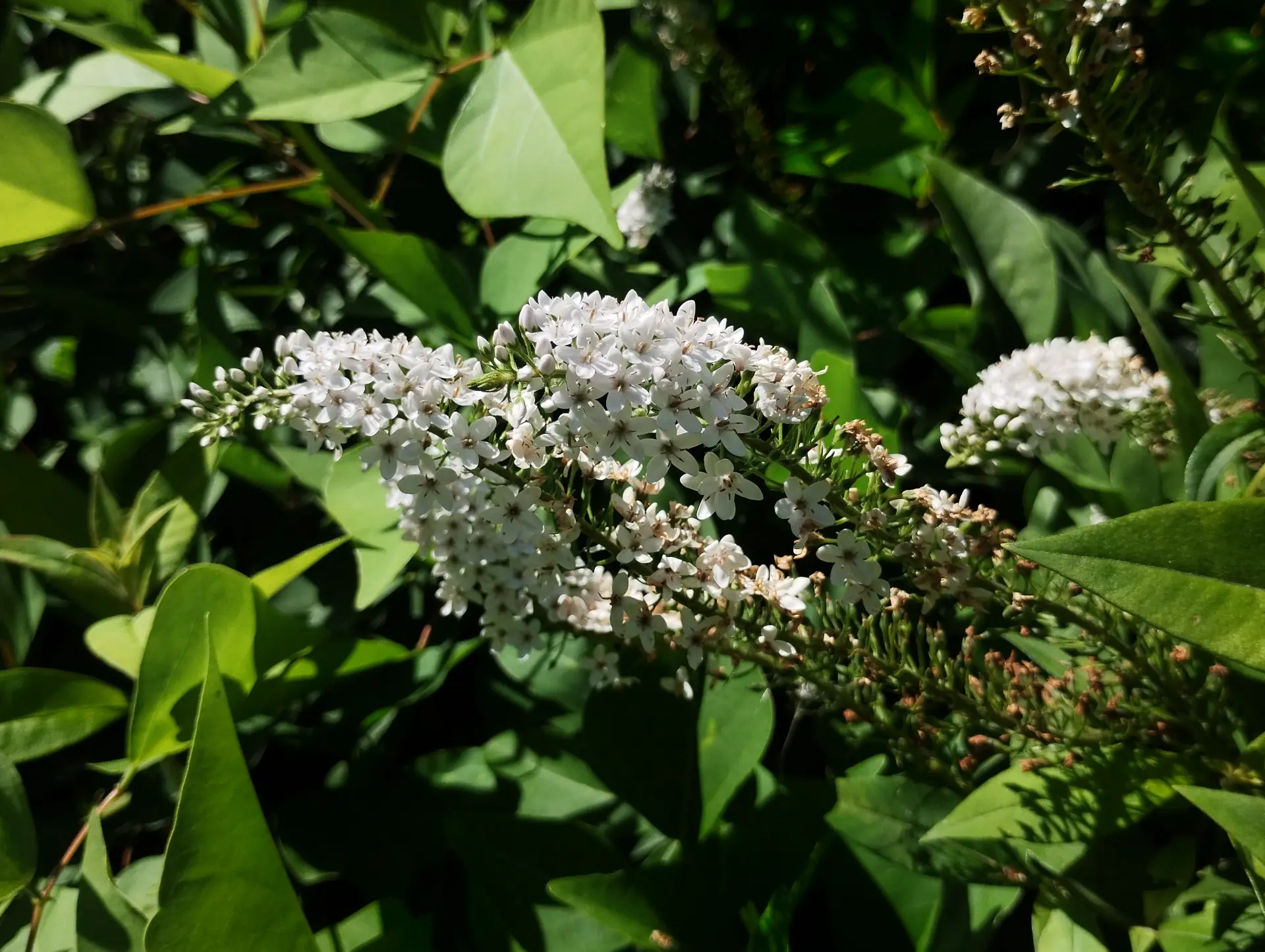 img/lysimachia-clethroides.webp